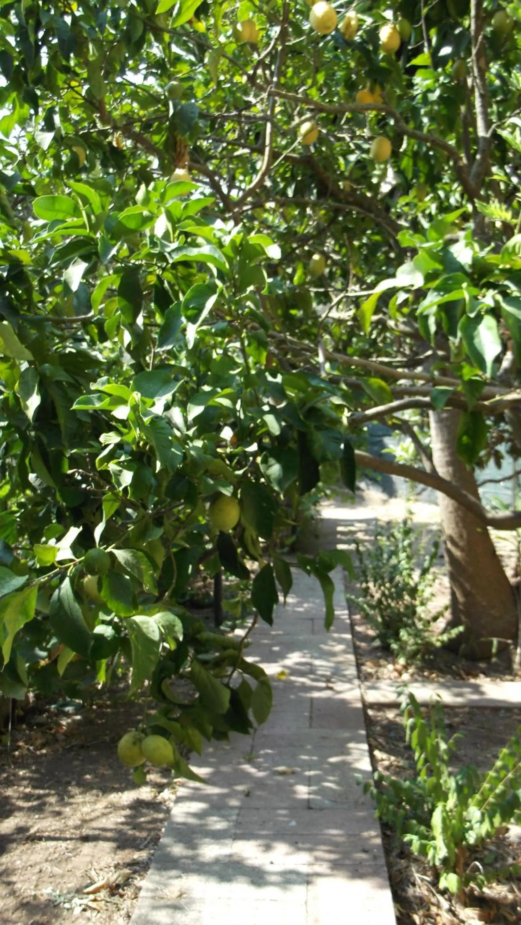 Garden in Solimarina