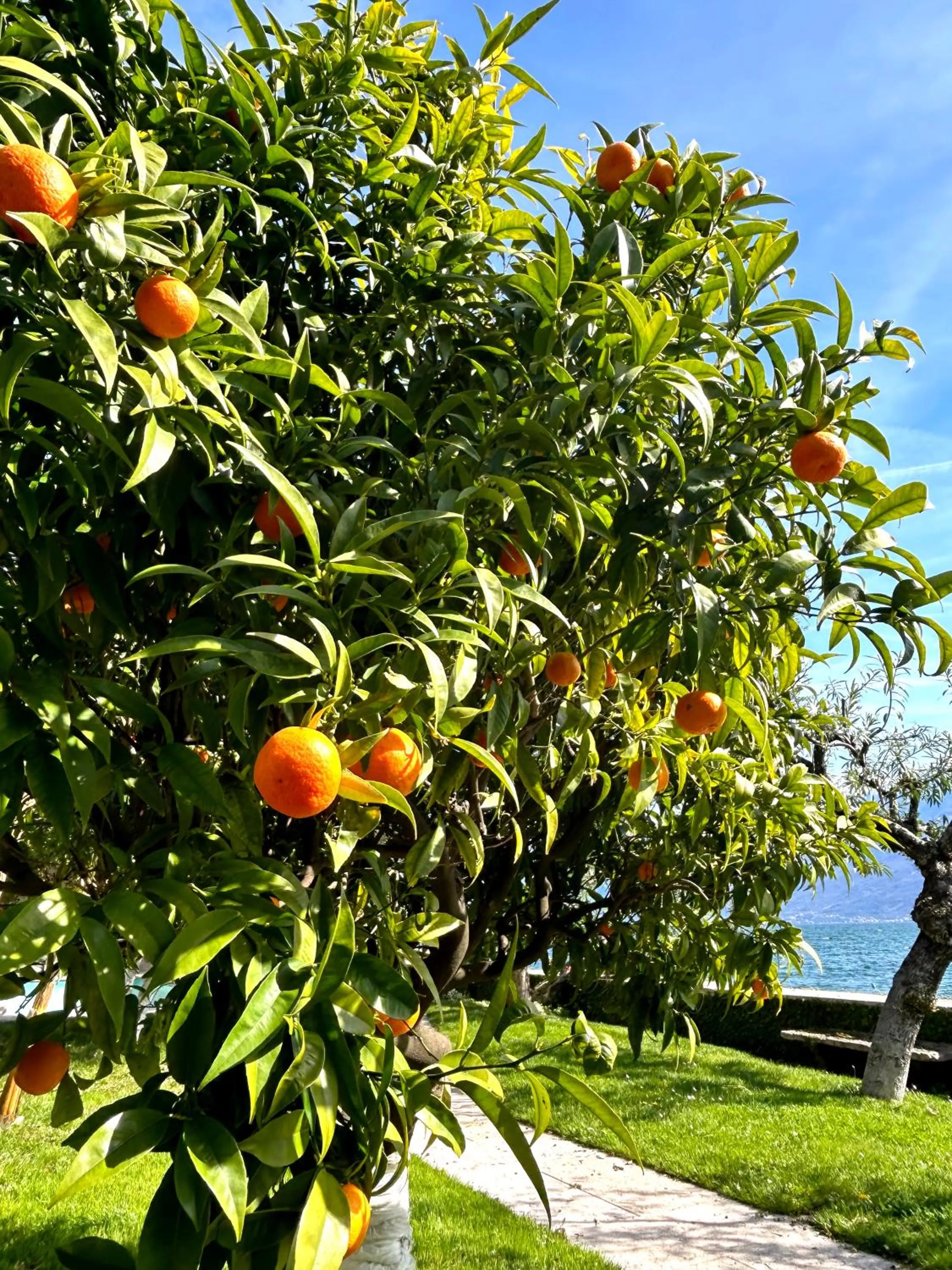 Natural landscape in Hotel Villa Giulia