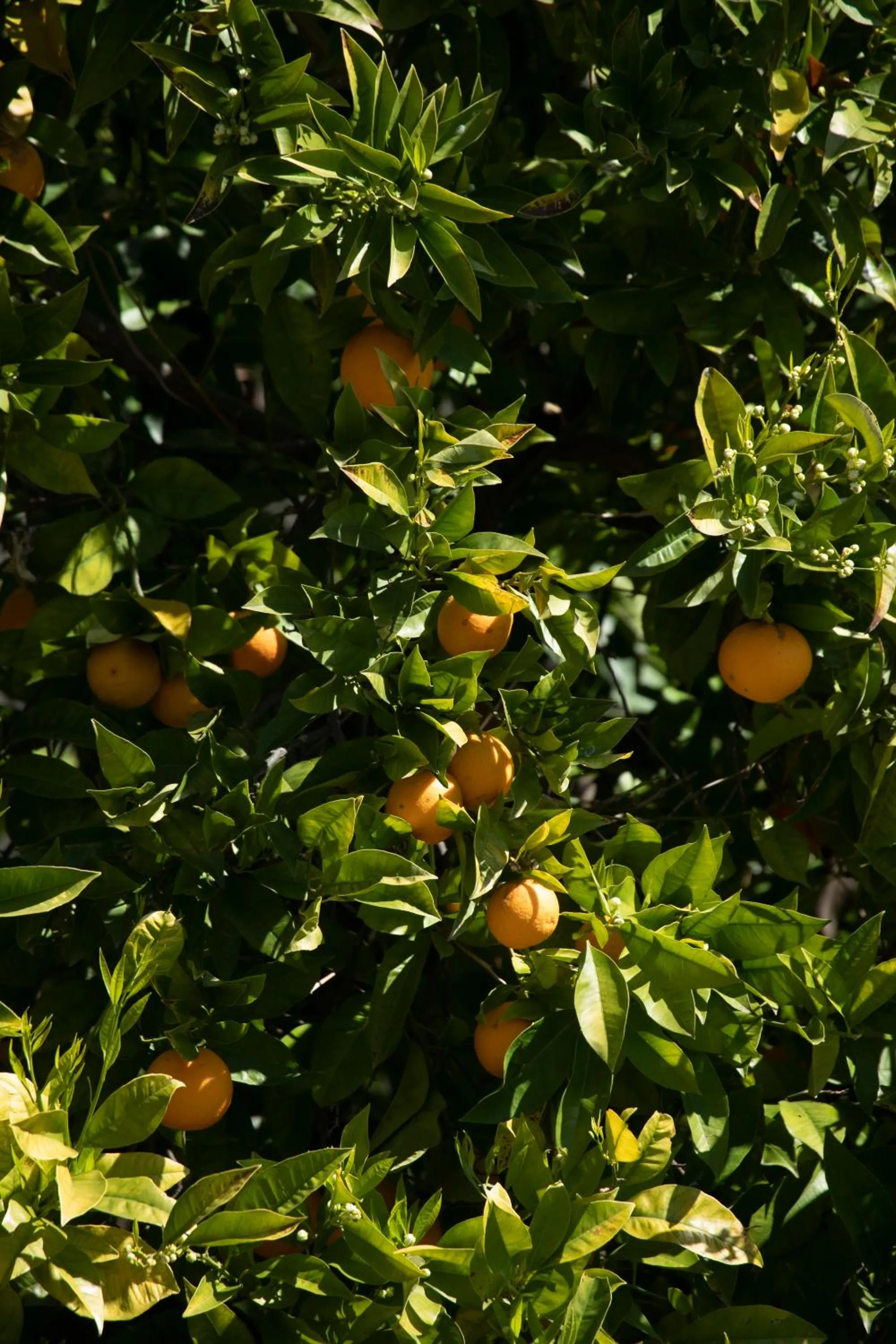 Garden in Hotel Villa Giulia