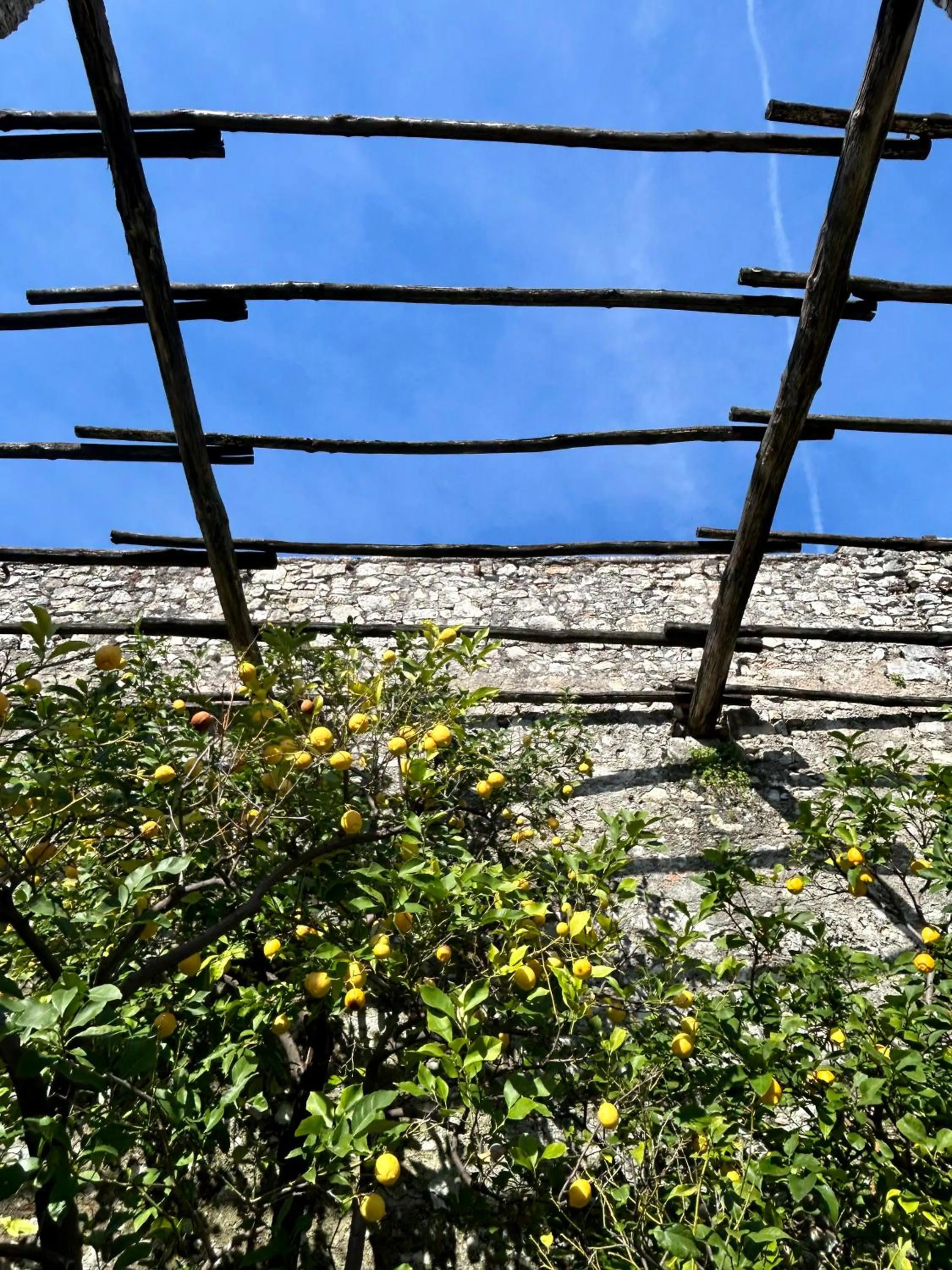 Garden in Hotel Villa Giulia