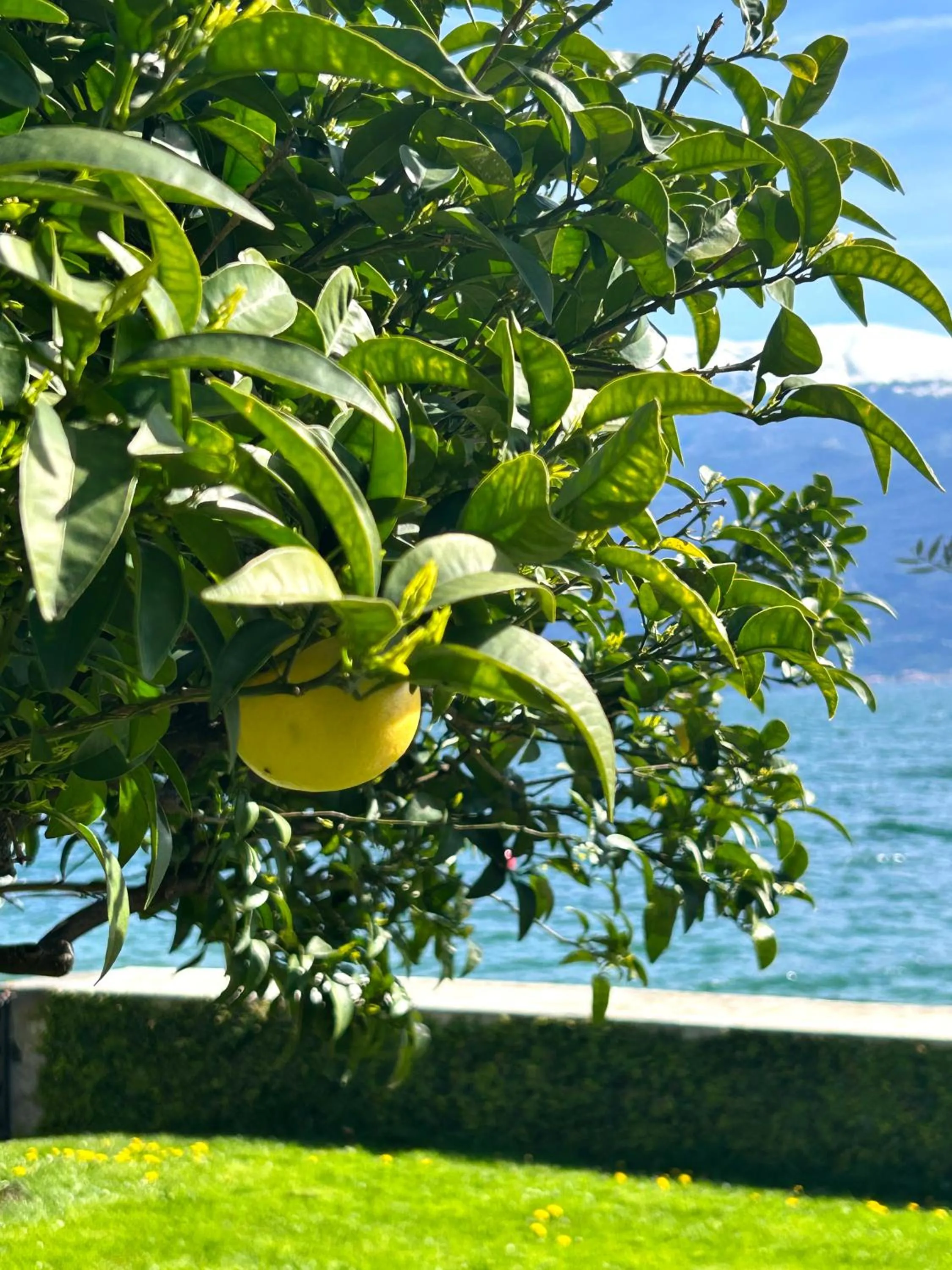Garden in Hotel Villa Giulia
