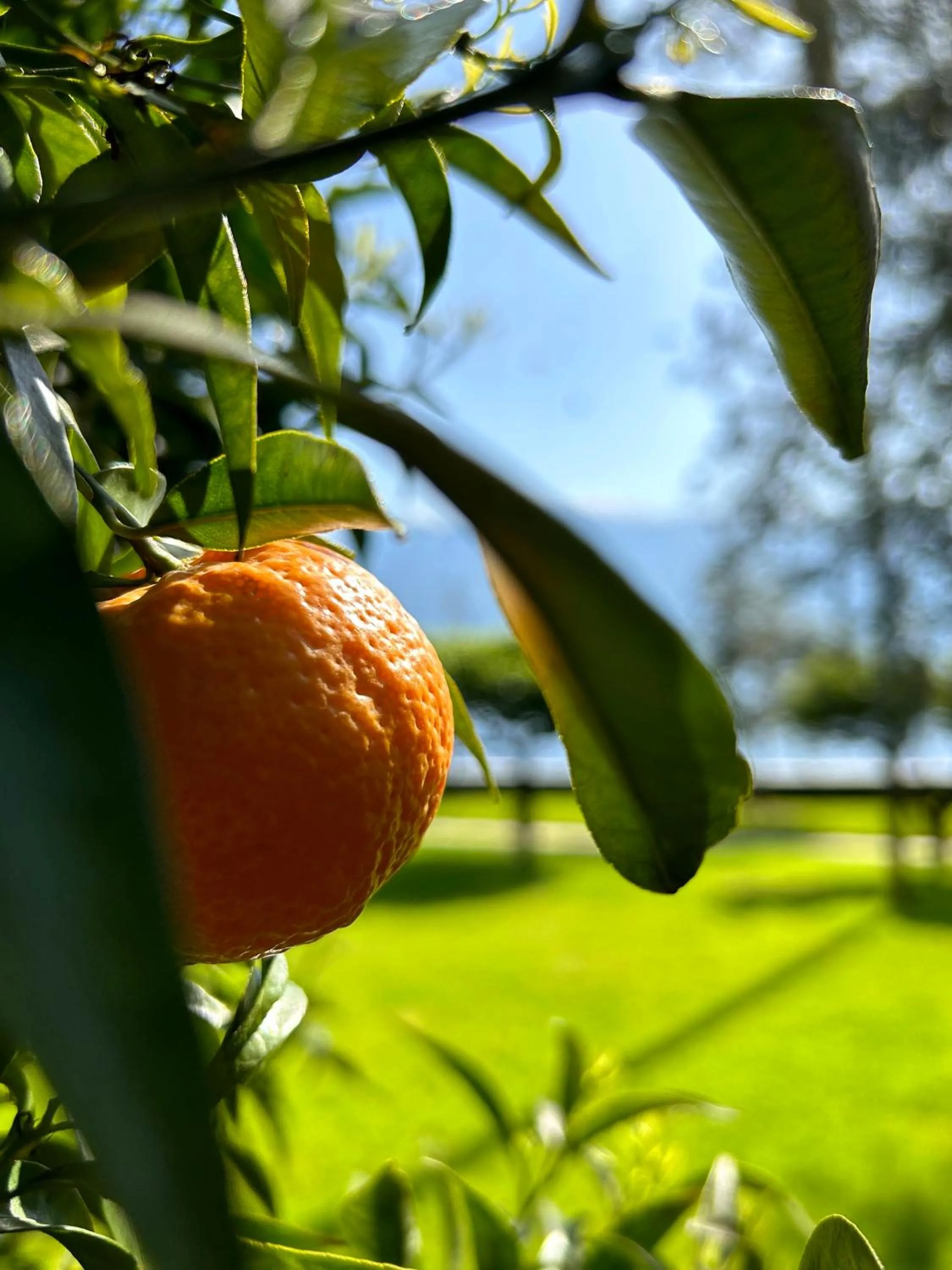 Garden in Hotel Villa Giulia