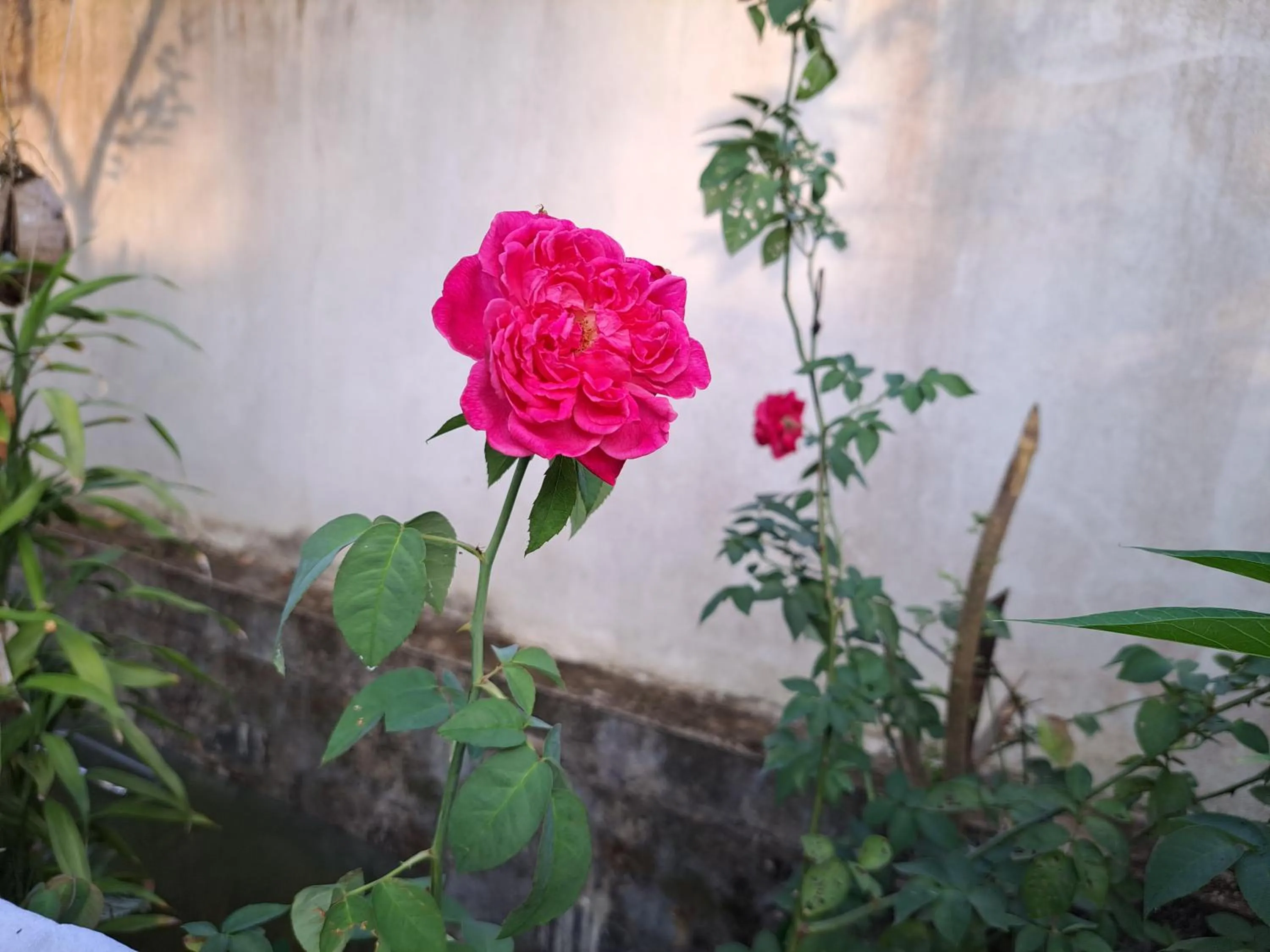 Garden view in B & B CHARM