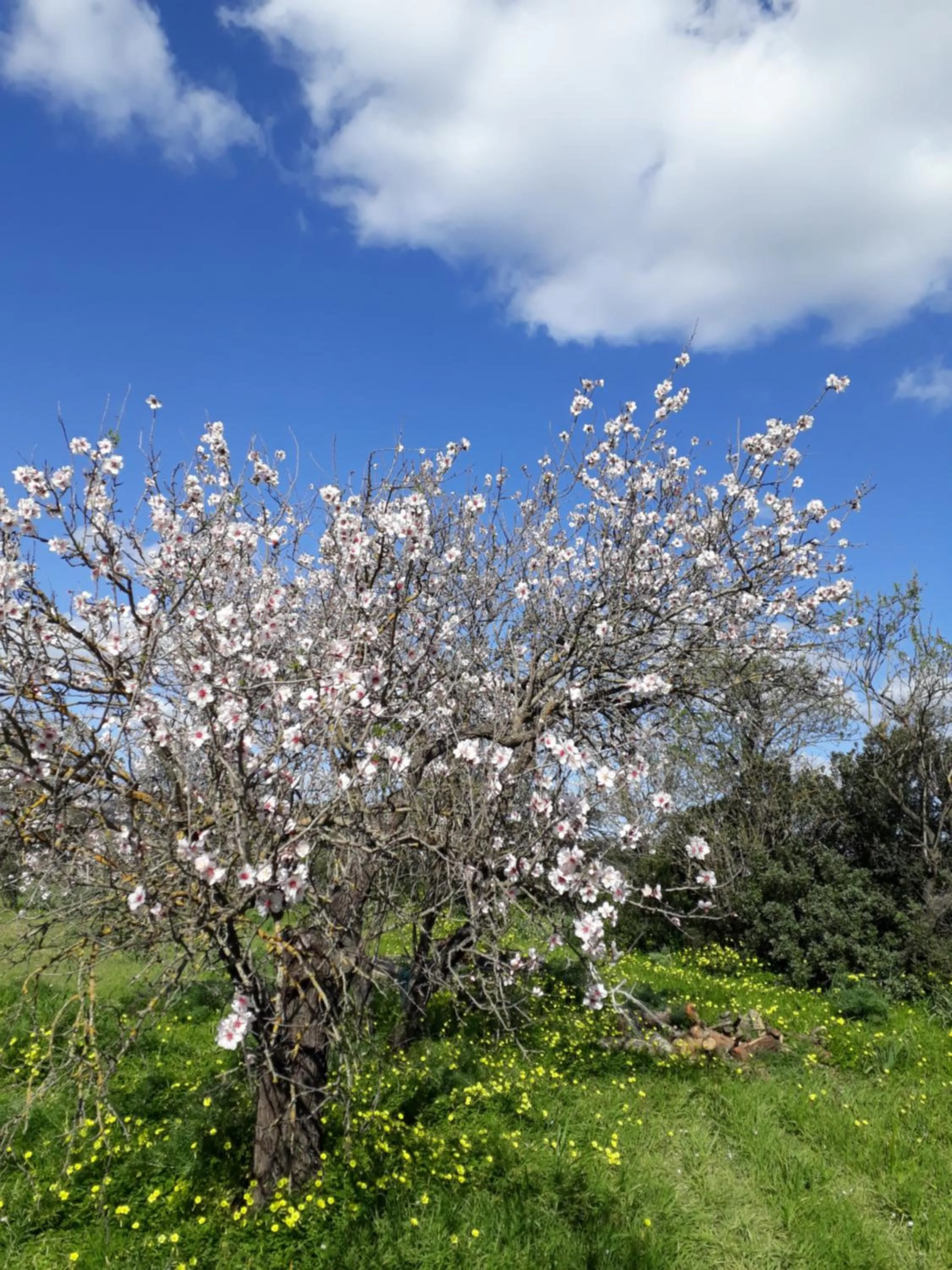 Spring in B&B S'ARROSA ANTIGA