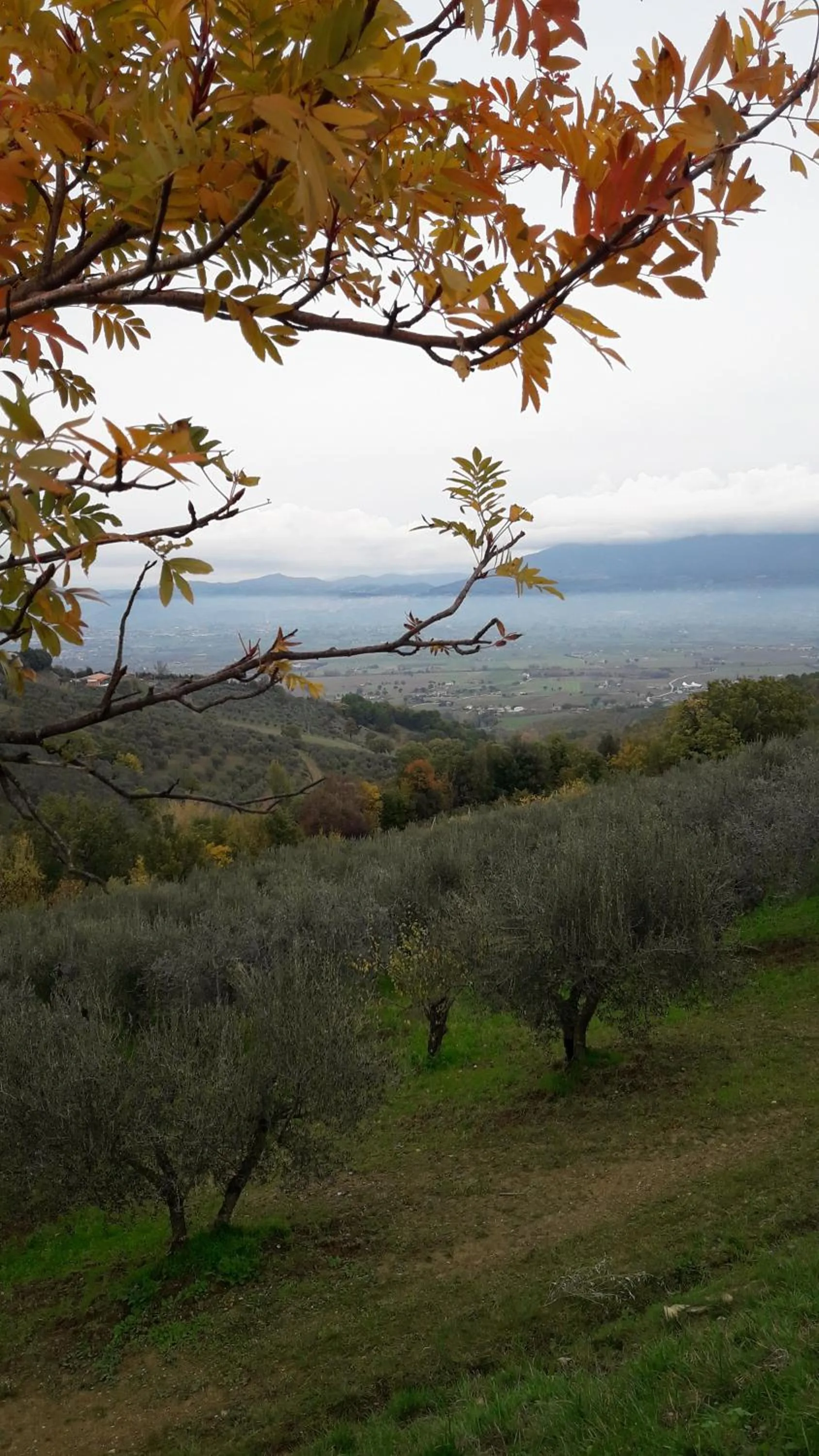 Poggio La Grognola