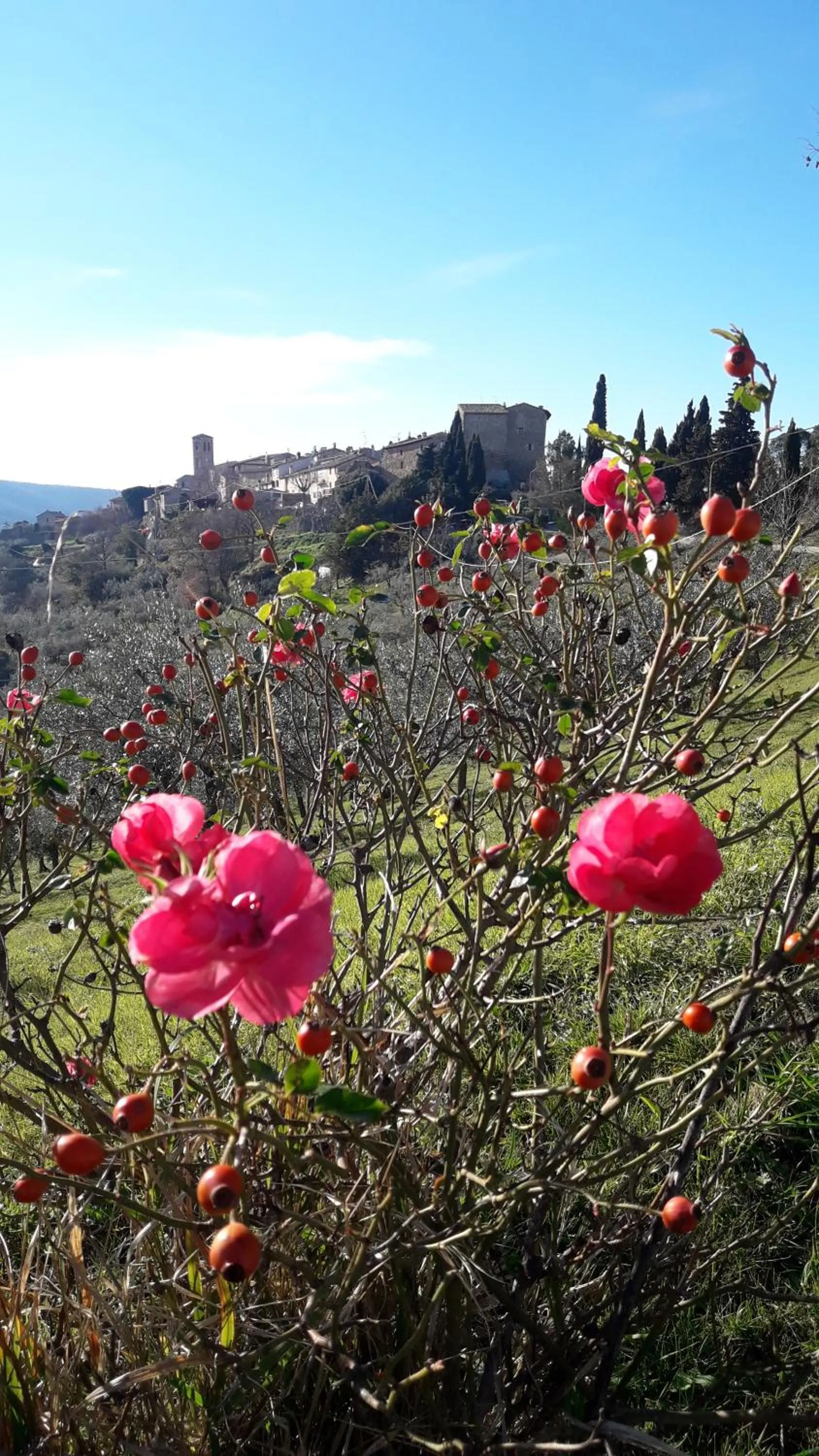 Poggio La Grognola
