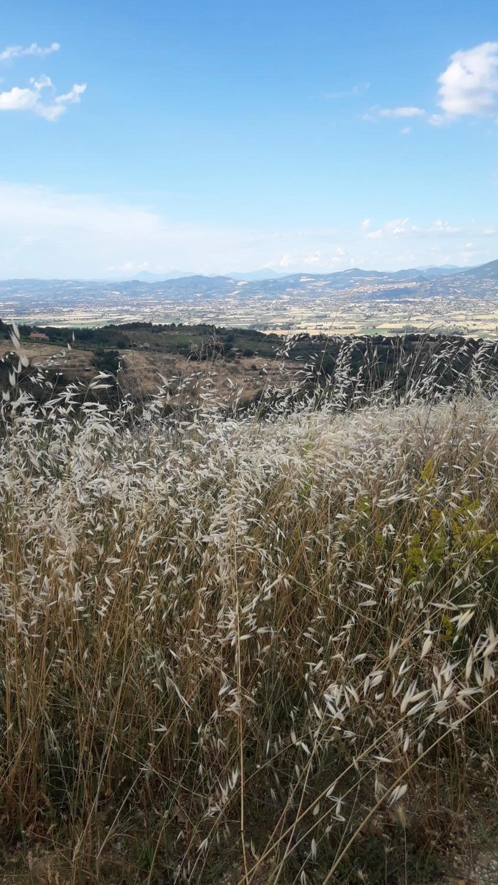 Poggio La Grognola