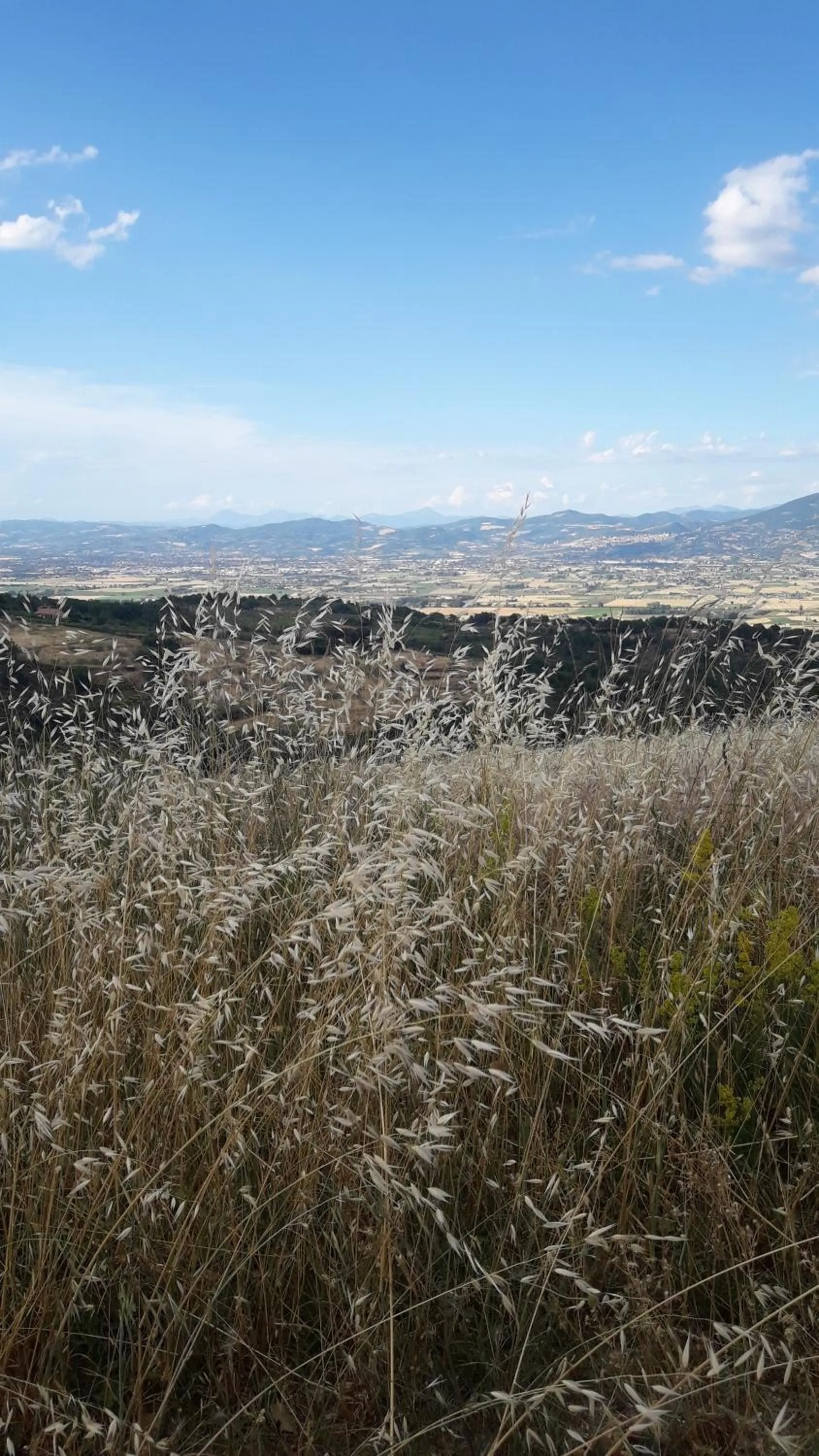 Poggio La Grognola