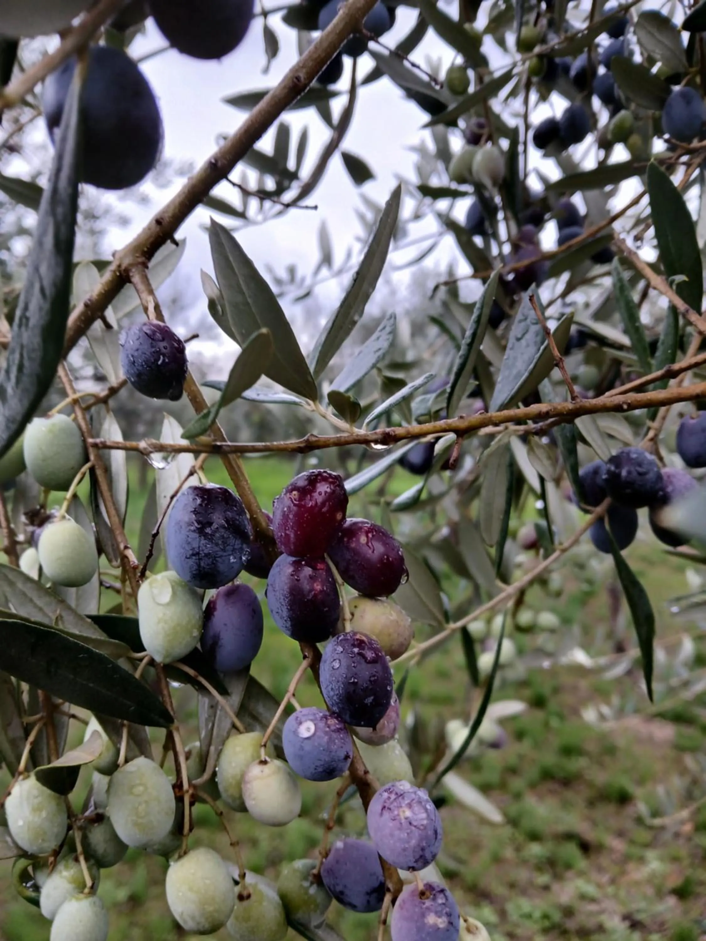 Garden in Poggio La Grognola