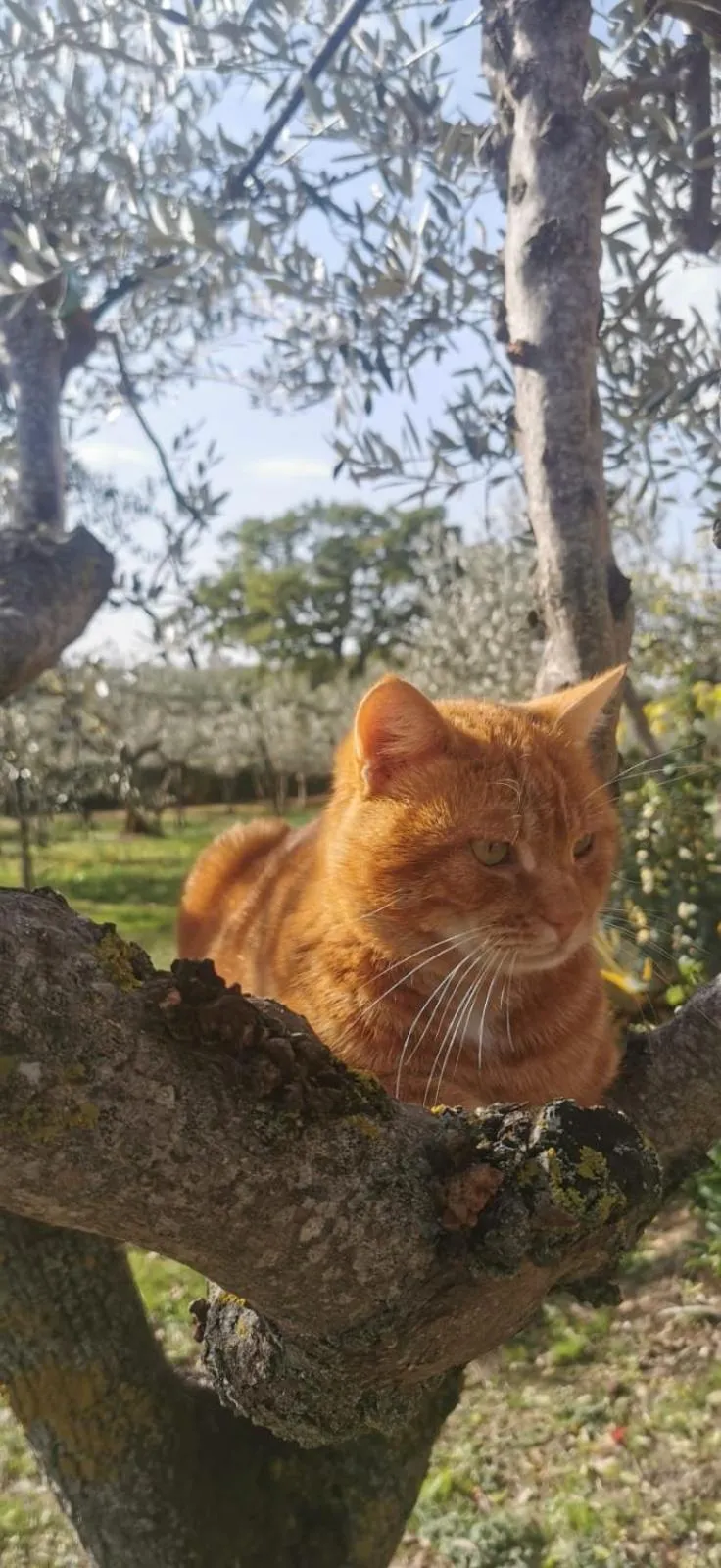 Poggio La Grognola