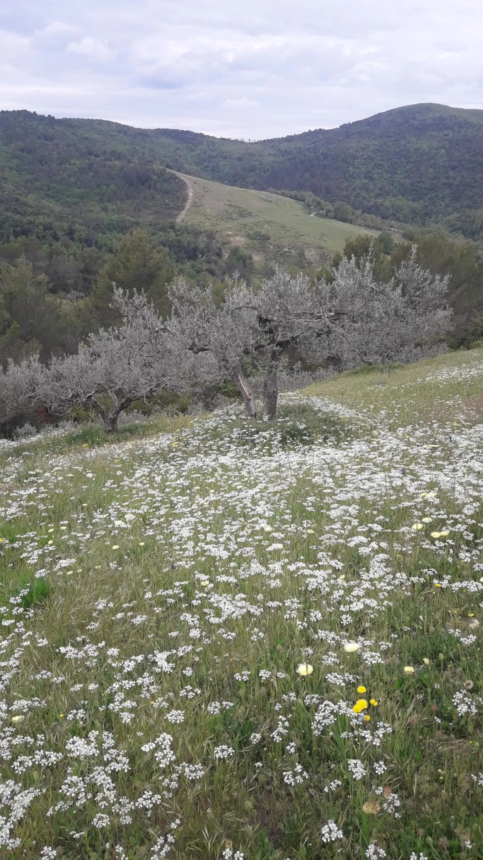 Poggio La Grognola