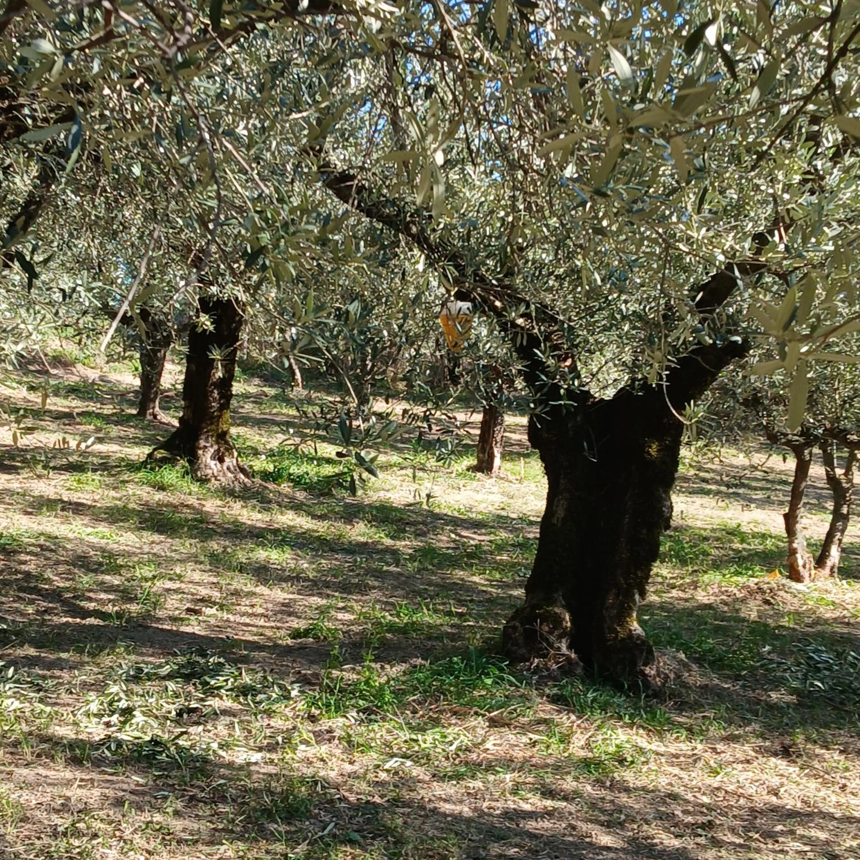 Poggio La Grognola