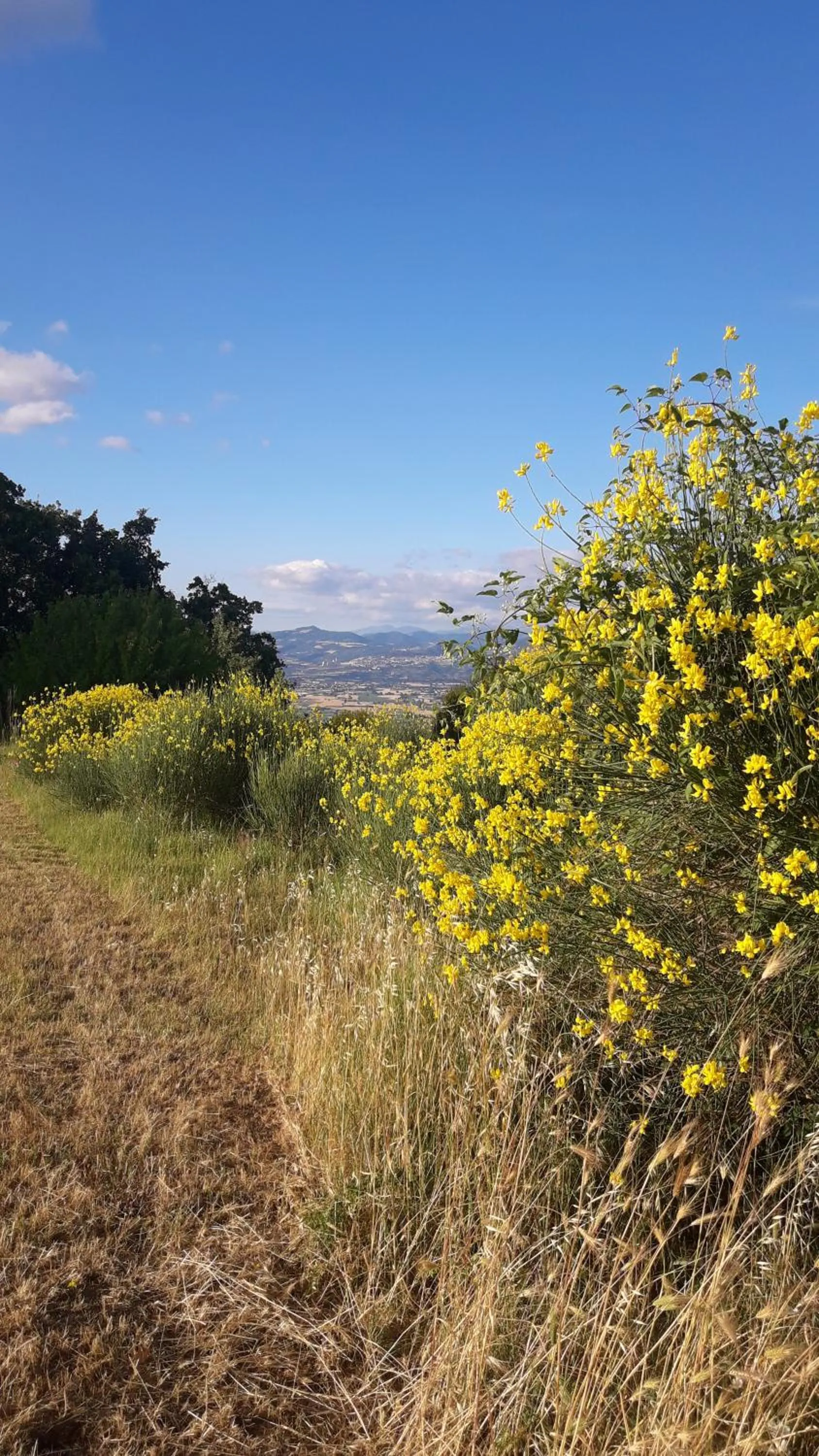 Poggio La Grognola