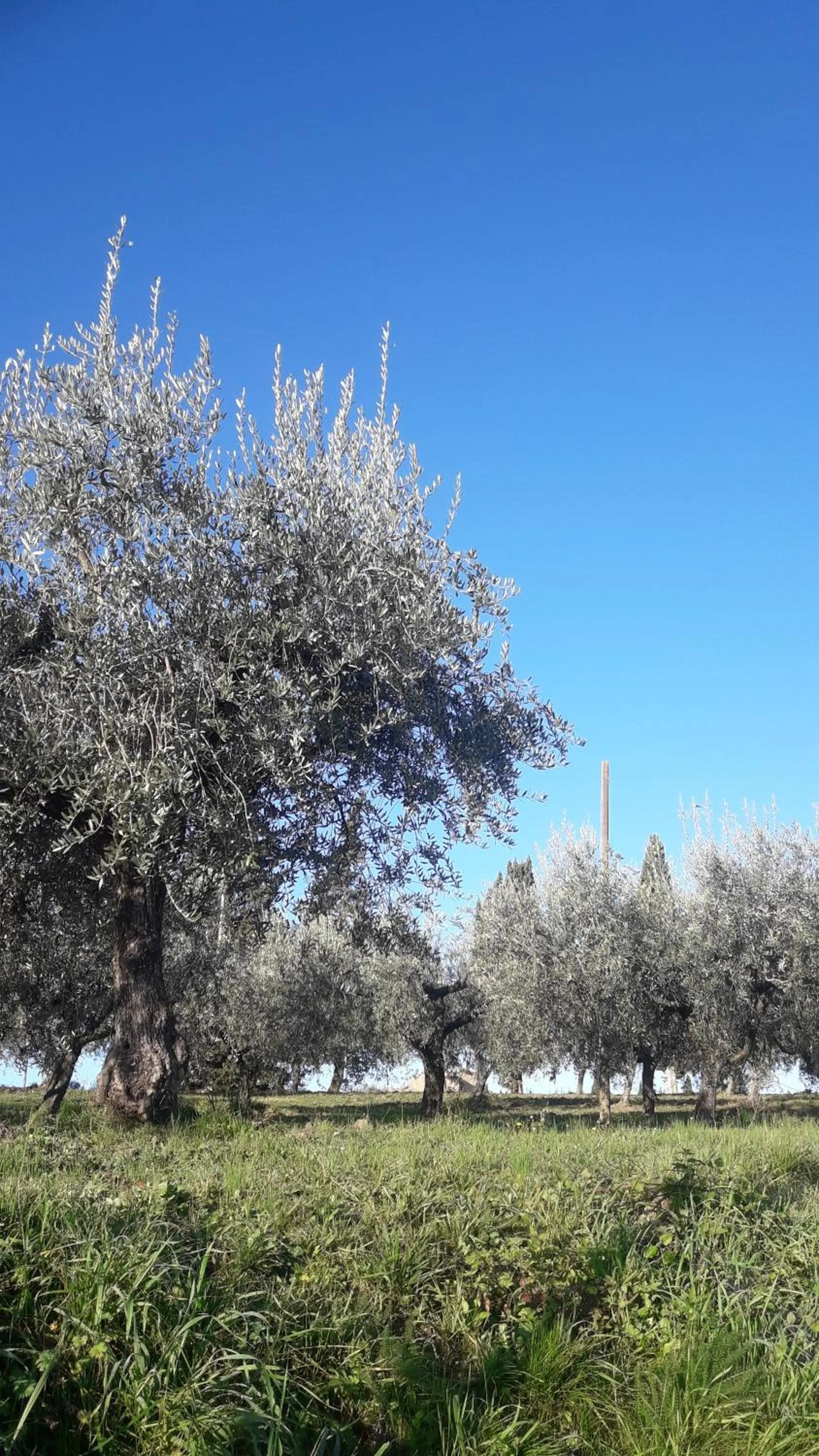 Poggio La Grognola