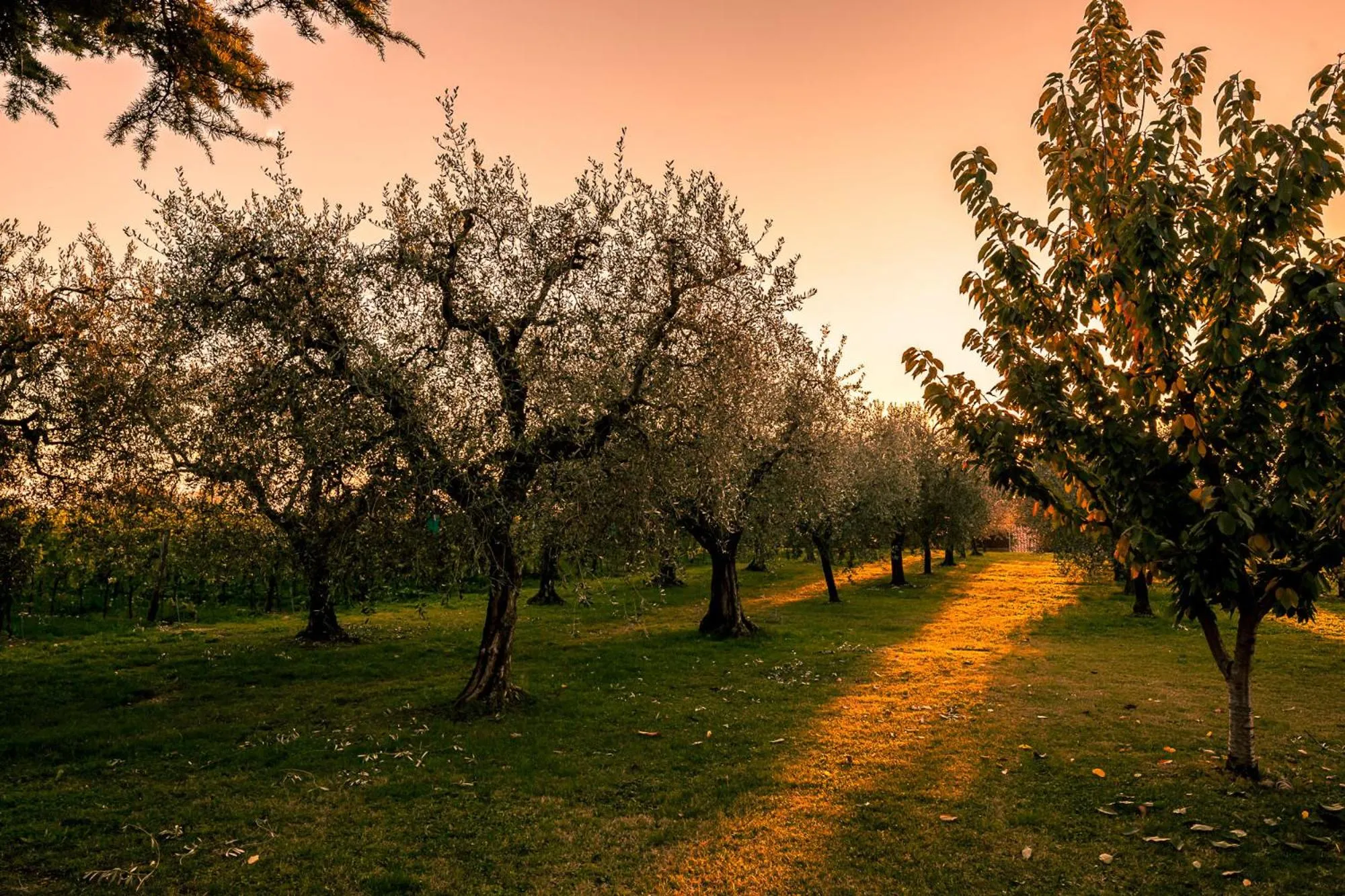 View (from property/room) in Quercia Belvedere Relais