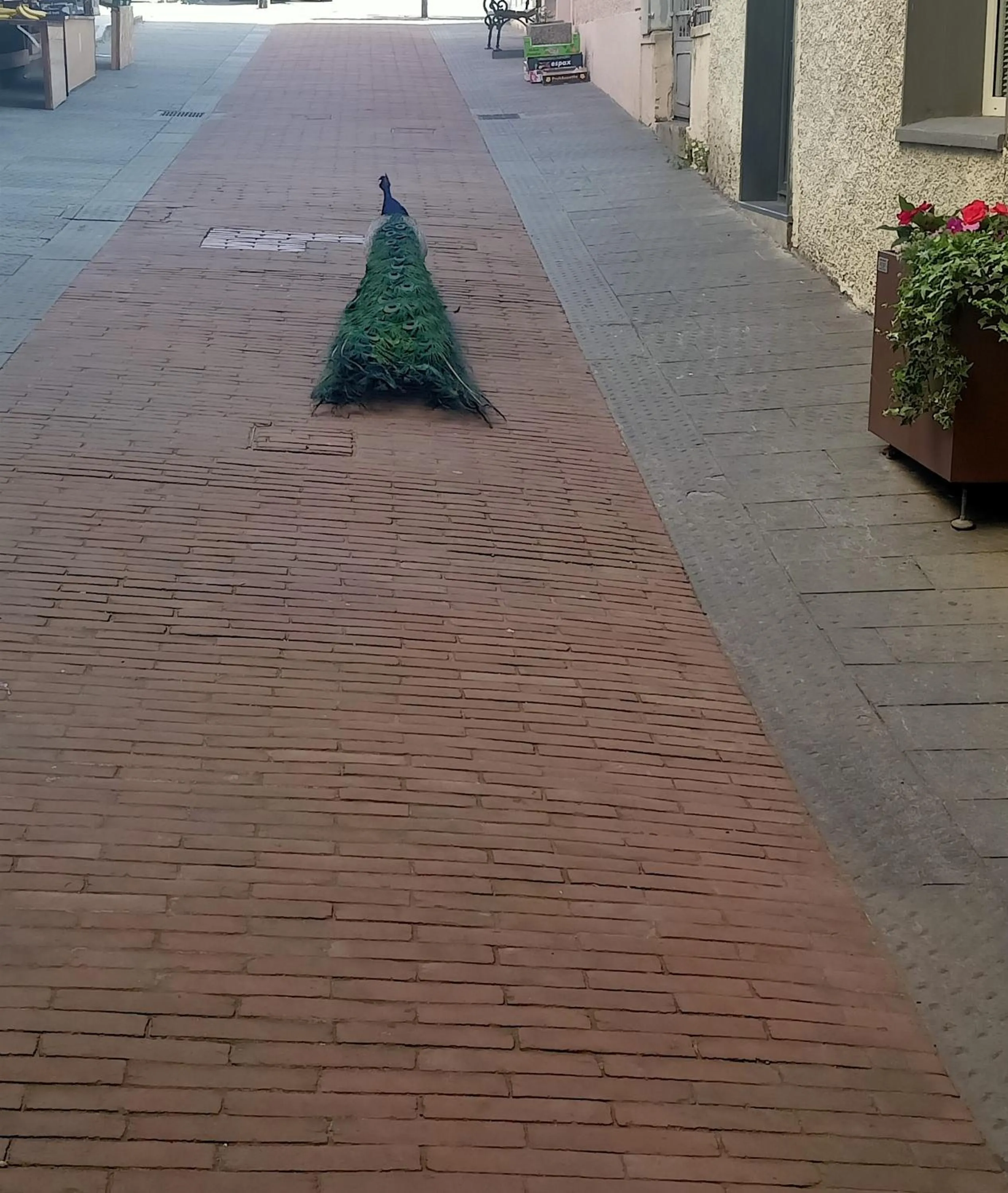 Animals in Hotel Serena