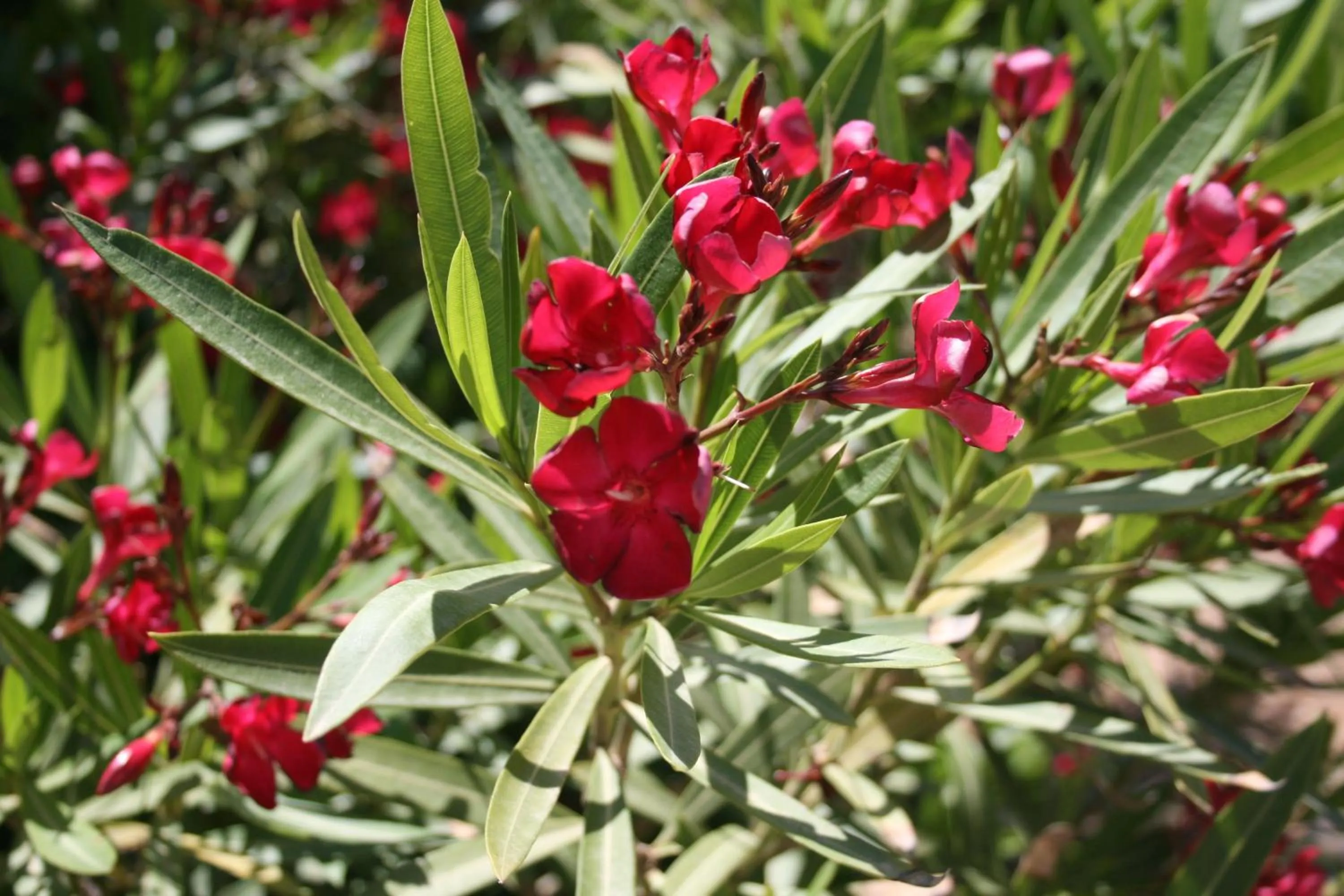 Other in Residence Punta Longa