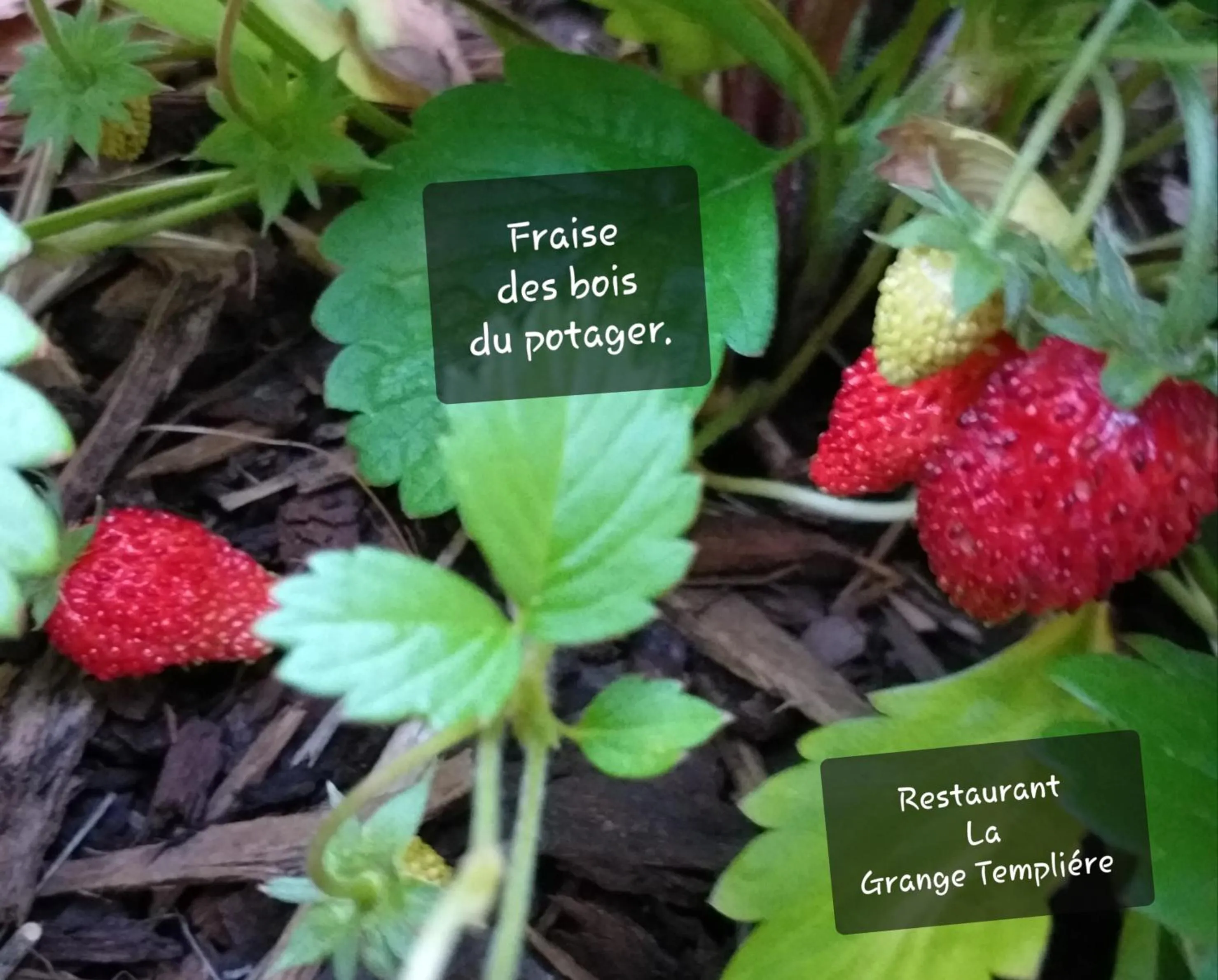 LA GRANGE TEMPLIERE 2018