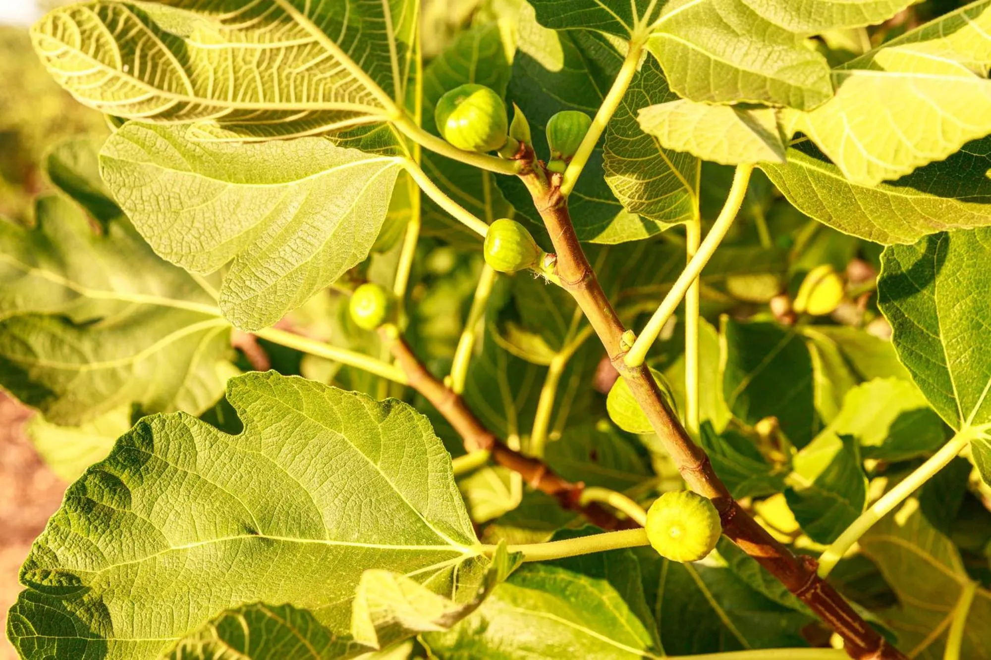 Natural landscape in B&B Mandorla Amara