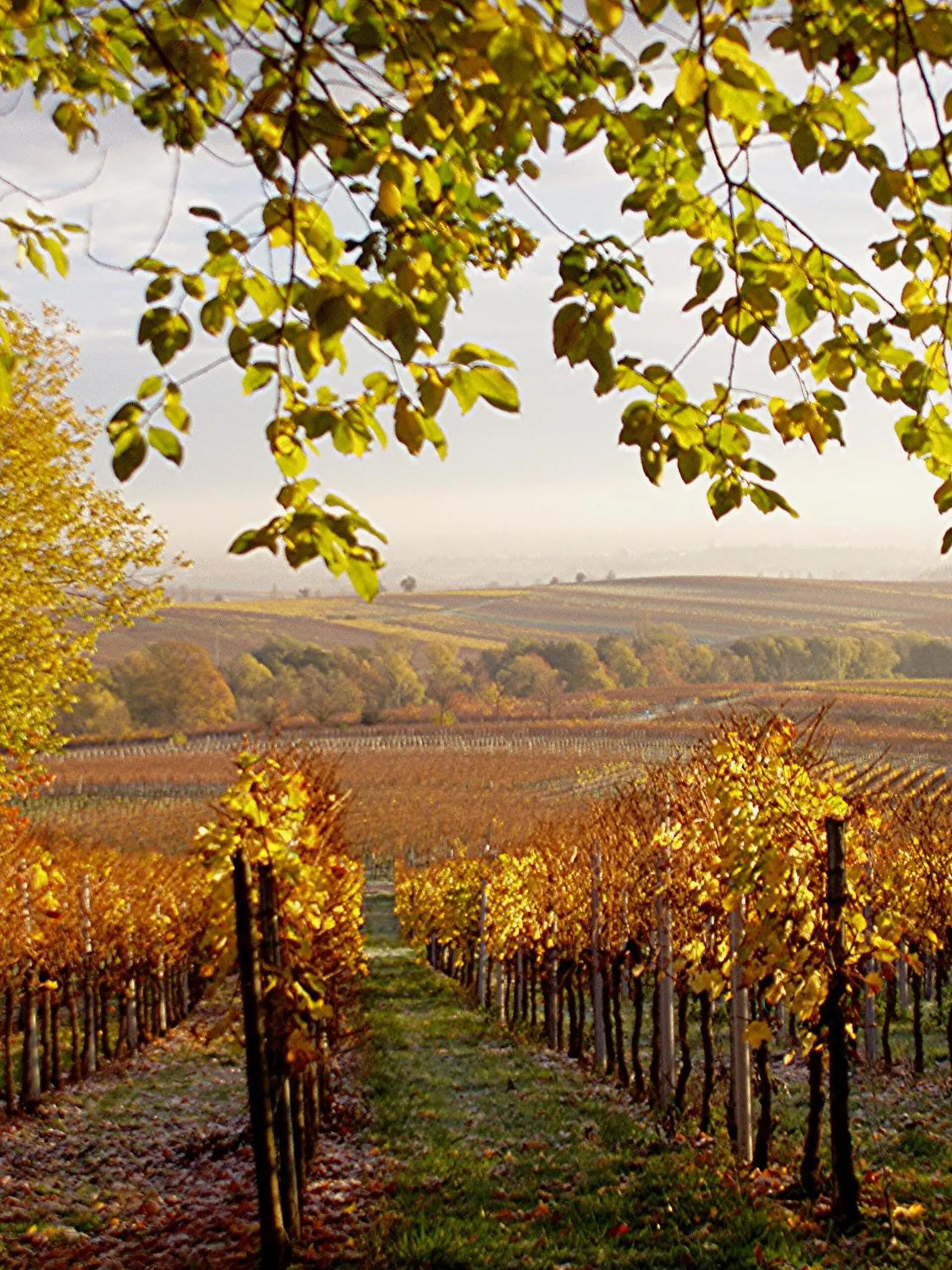 Other in Lauras Weinherberge