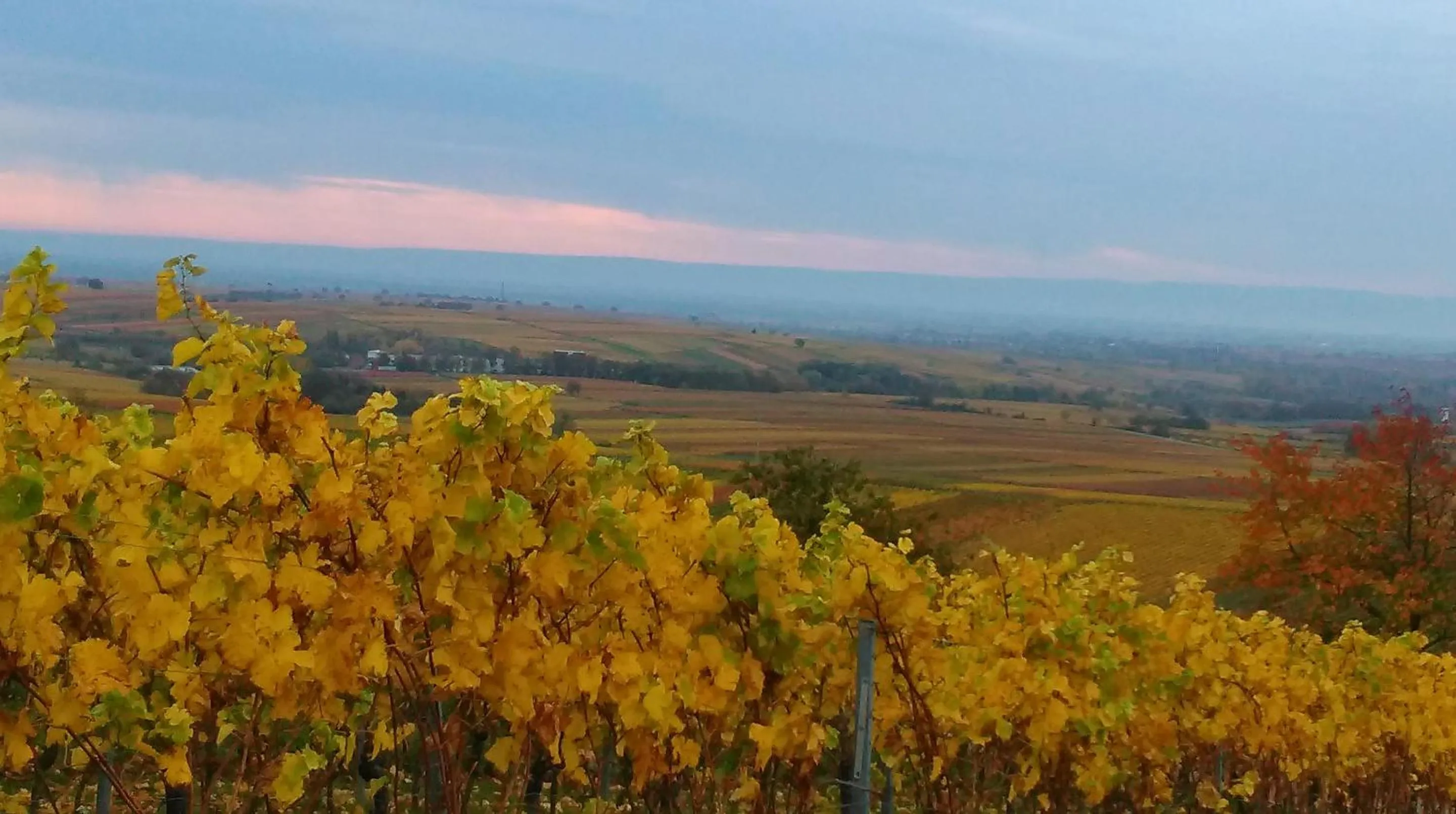 Other in Lauras Weinherberge