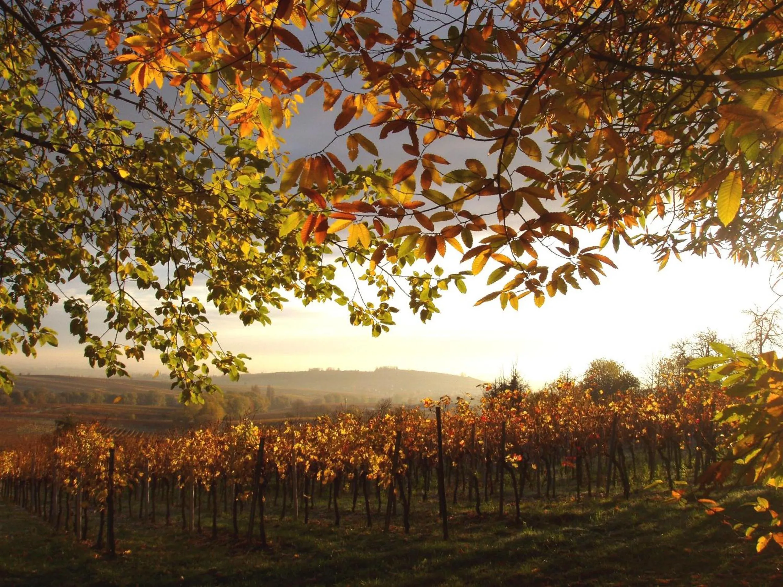 Other in Lauras Weinherberge