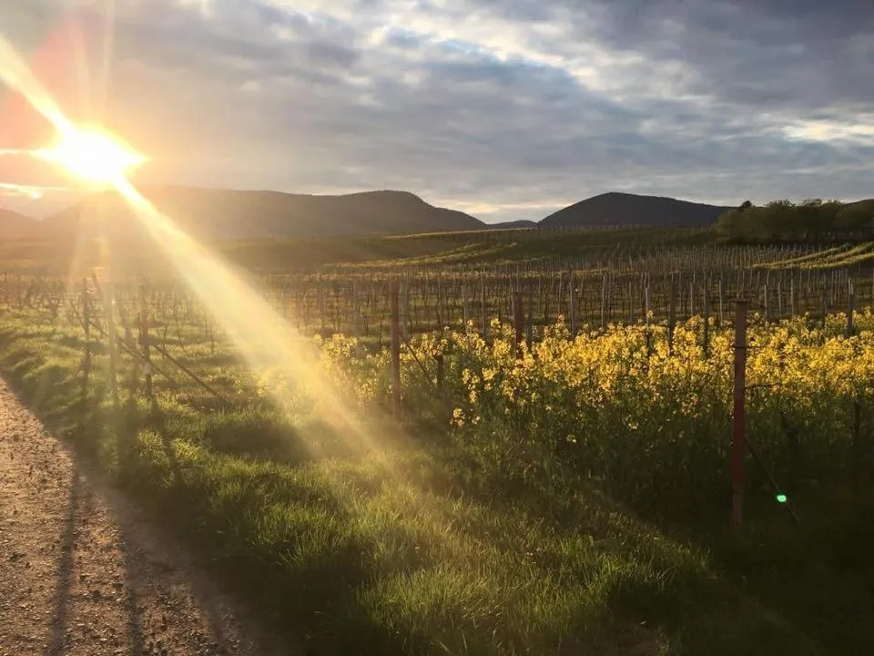 Other in Lauras Weinherberge