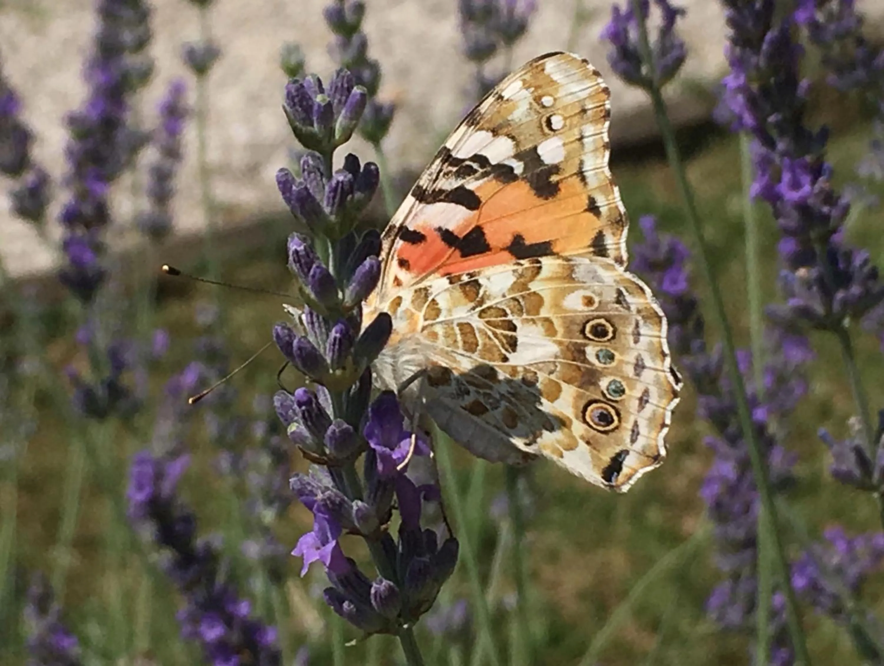Animals in Il Nascondiglio - The Hideaway