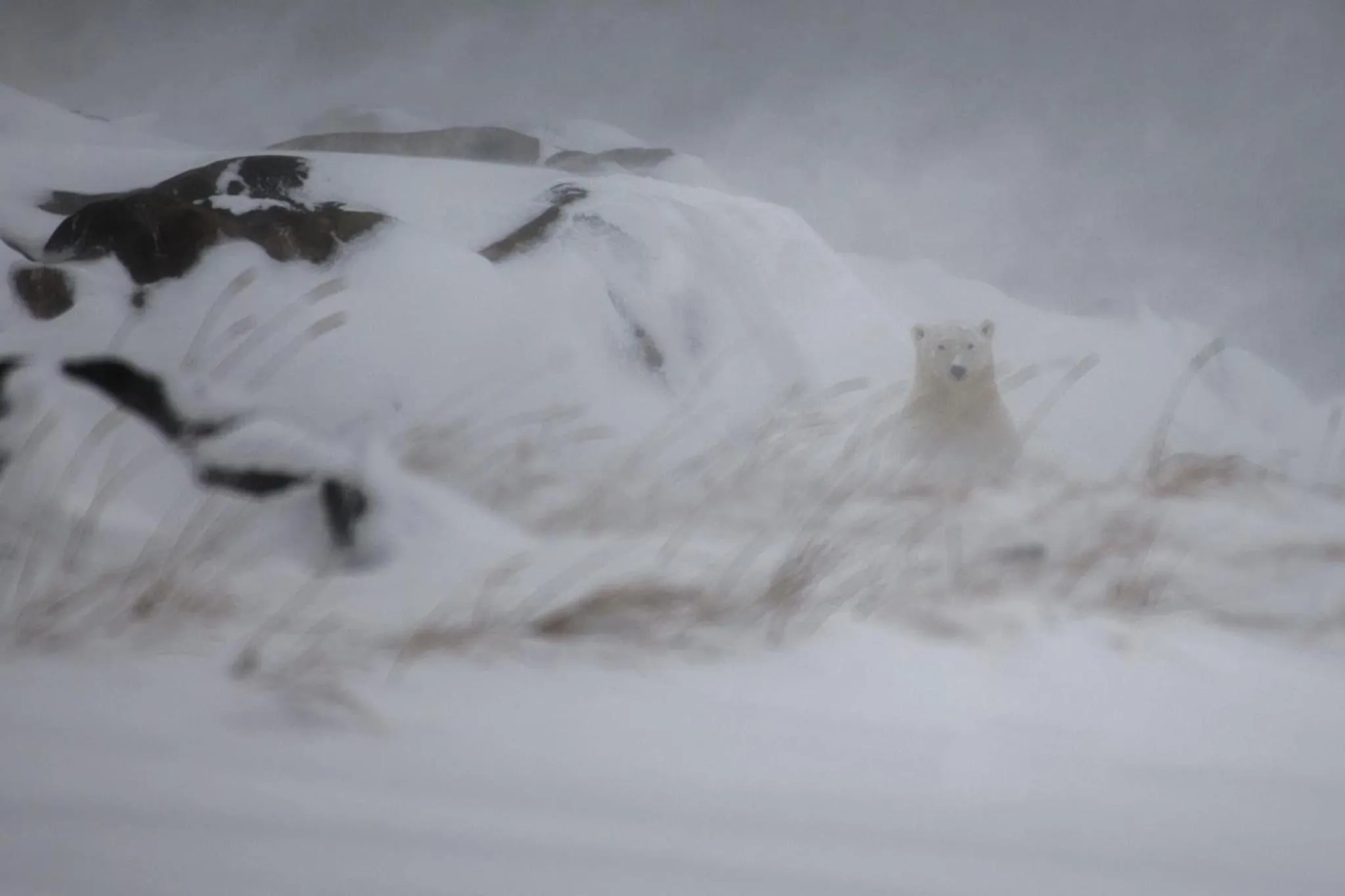 Bears Den Guest House