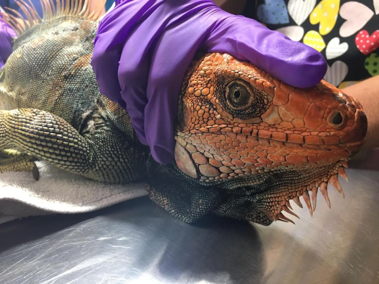 Animals in Jungle Lodge at Wild Sun Rescue Center