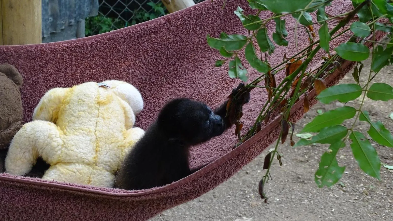 Animals in Jungle Lodge at Wild Sun Rescue Center