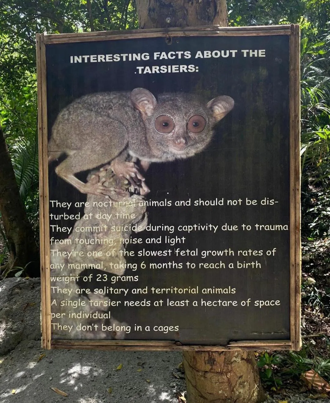 Off site in Loboc Cool River Resort