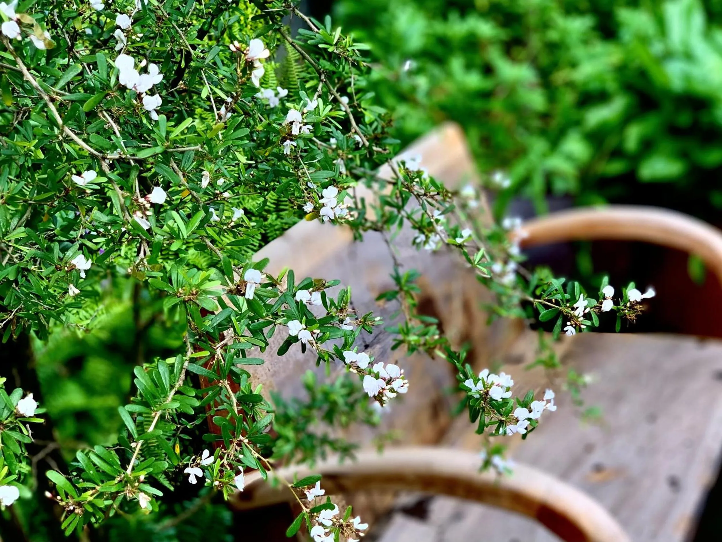 Spring in Kaia Residence Danang Quiet Garden