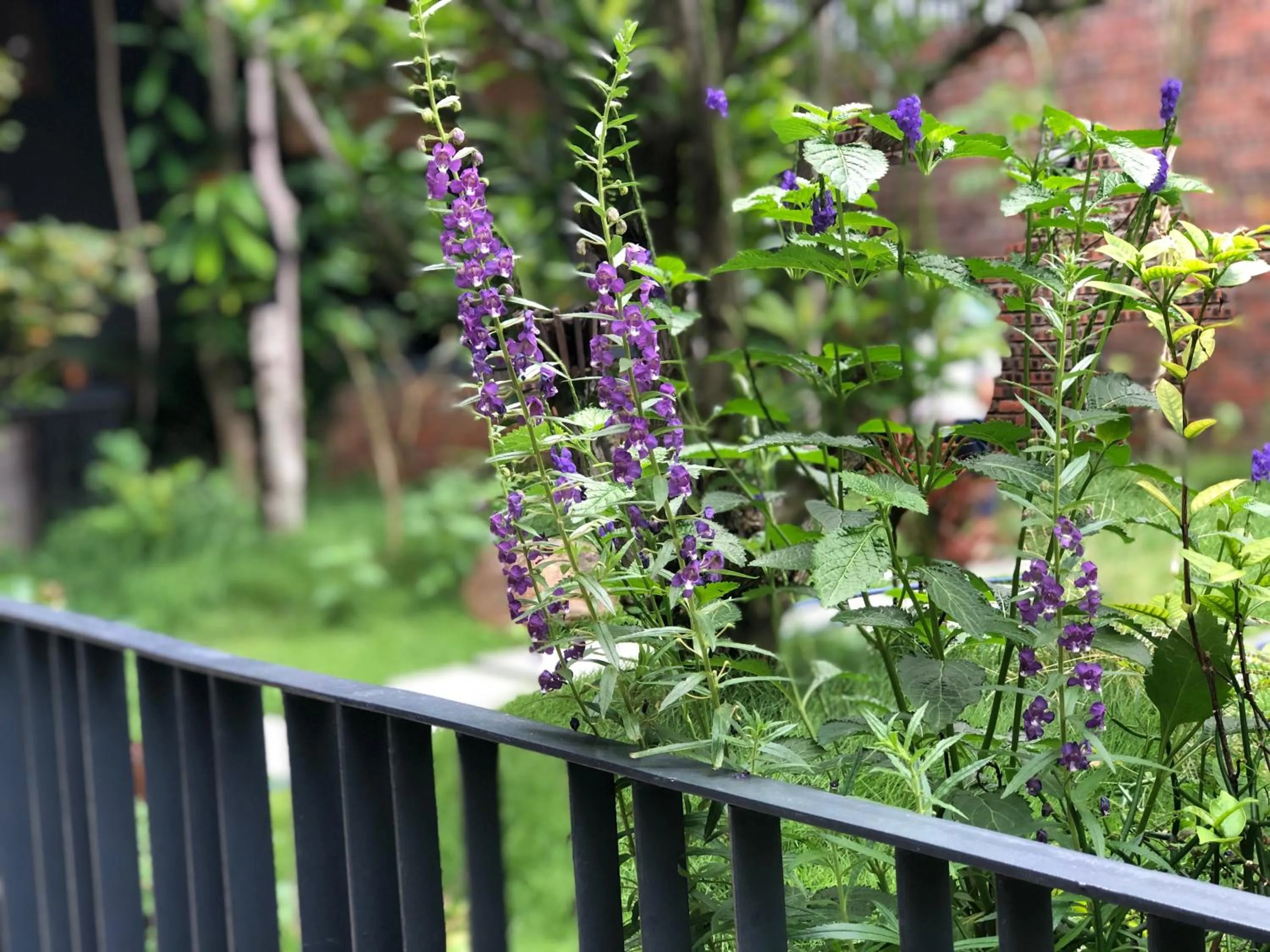 Spring in Kaia Residence Danang Quiet Garden