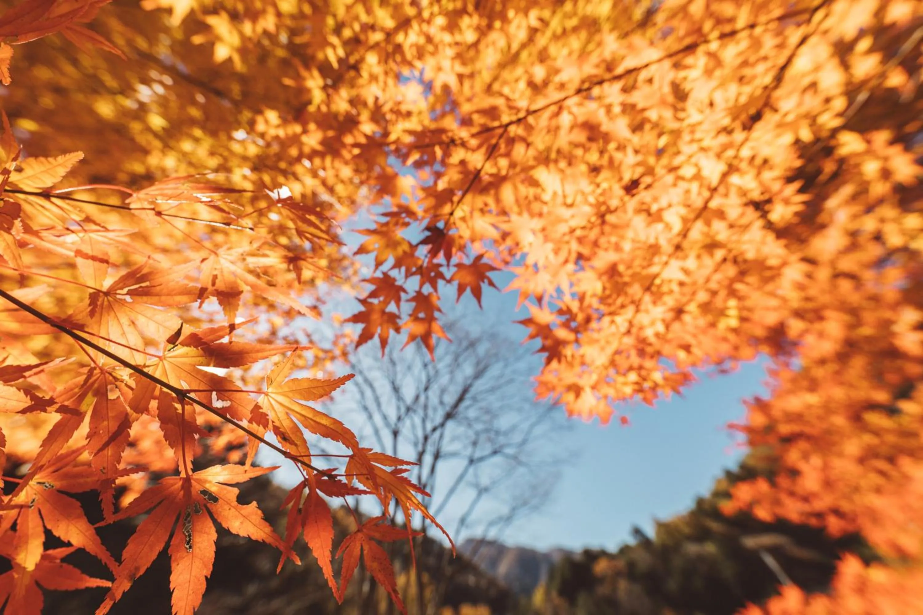 Natural landscape in NIPPONIA Kosuge Village