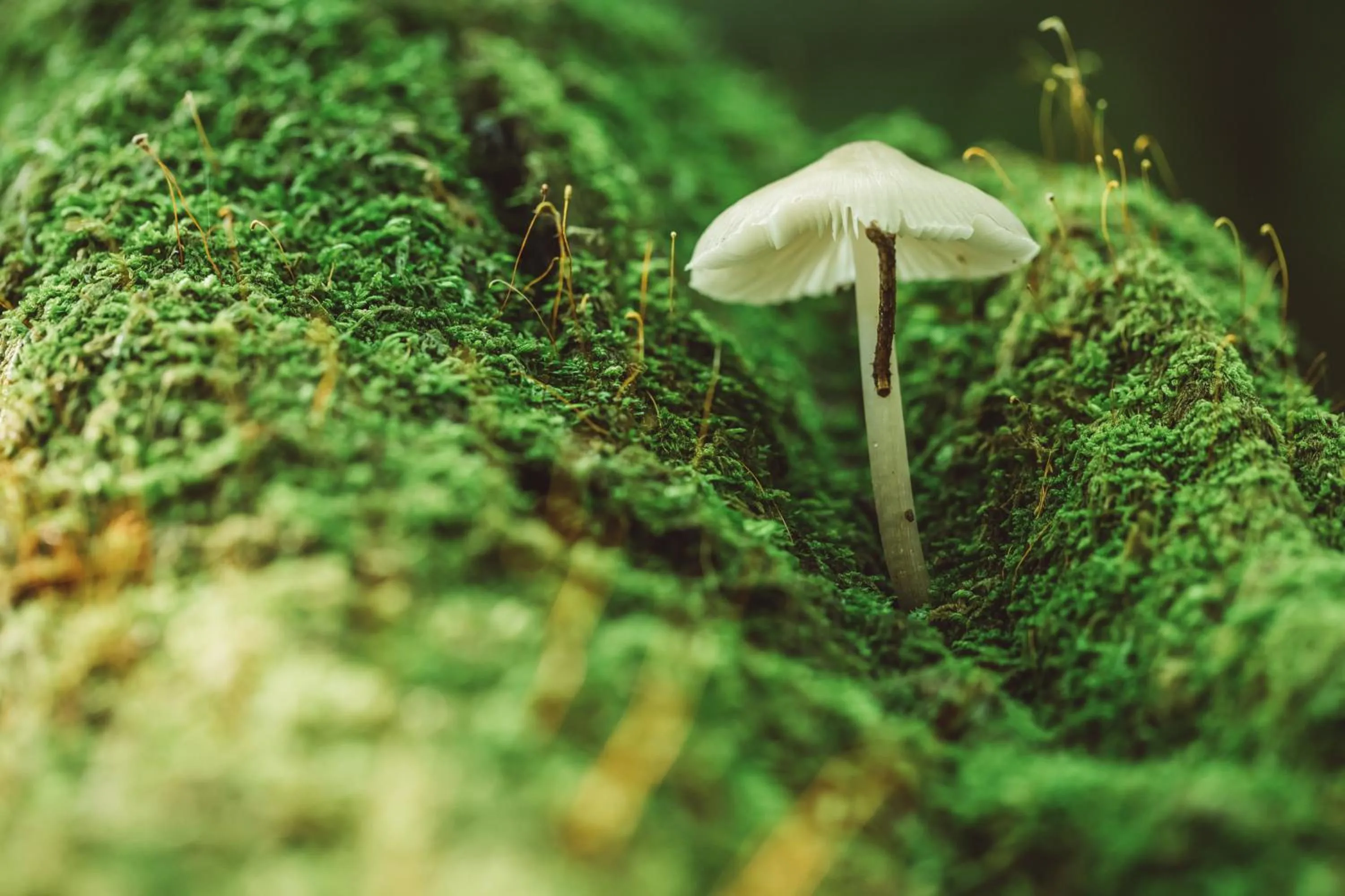 Off site in NIPPONIA Kosuge Village