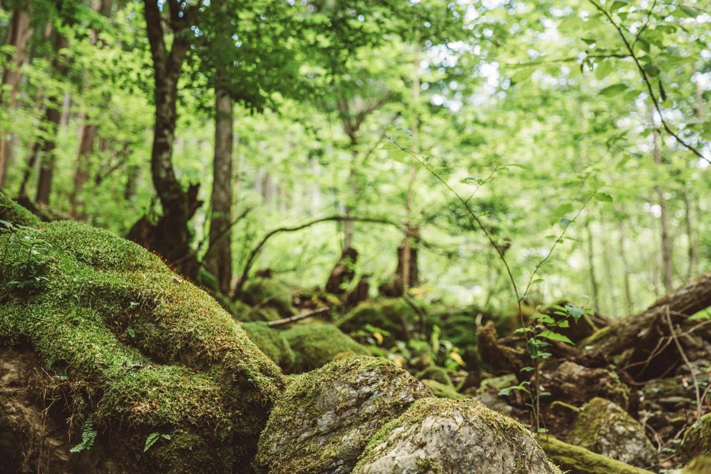 Off site in NIPPONIA Kosuge Village