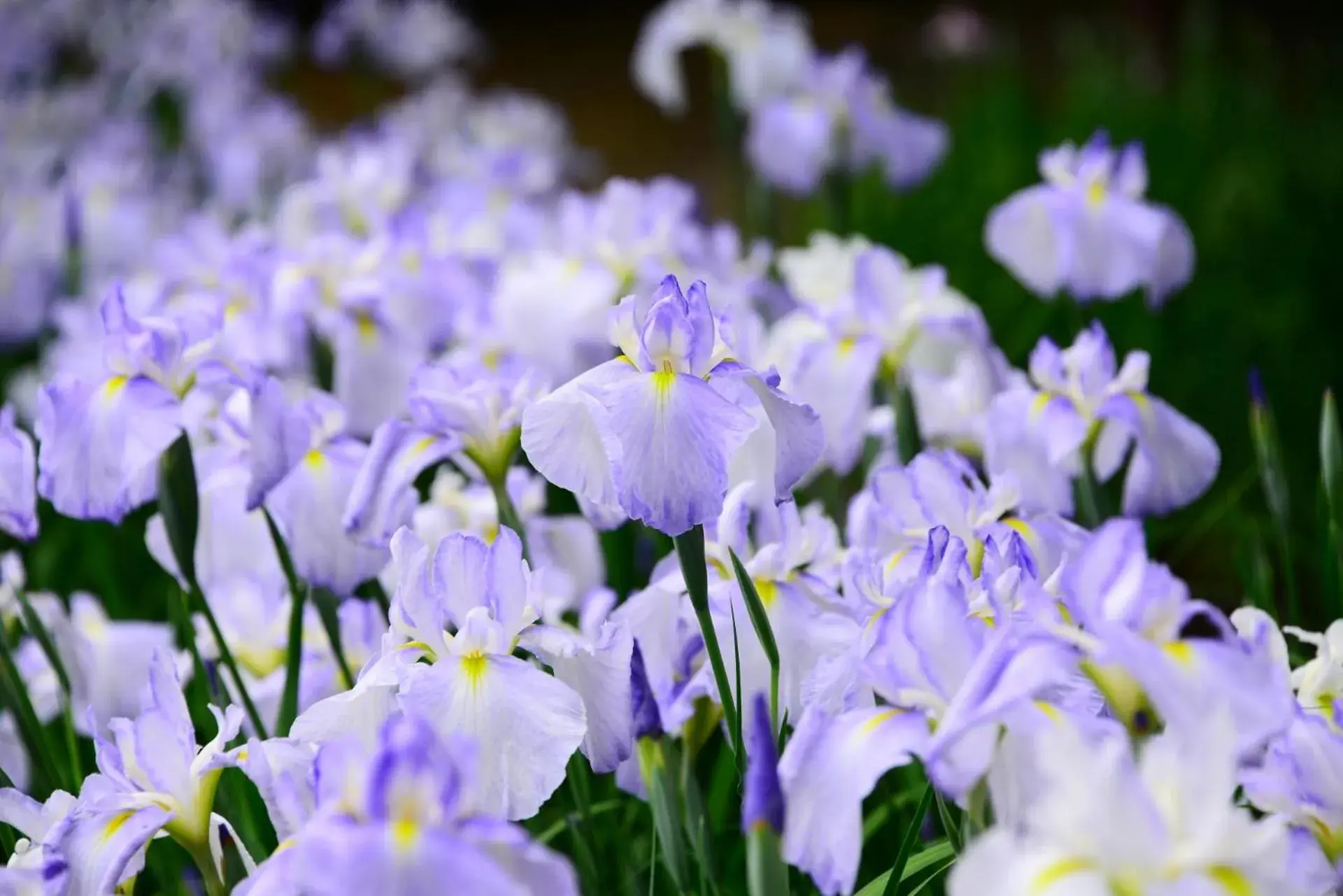Quiet street view in Stay SAKURA Tokyo Shinjuku Hyakukura Quiet street view in Stay SAKURA Tokyo Shinjuku Hyakukura