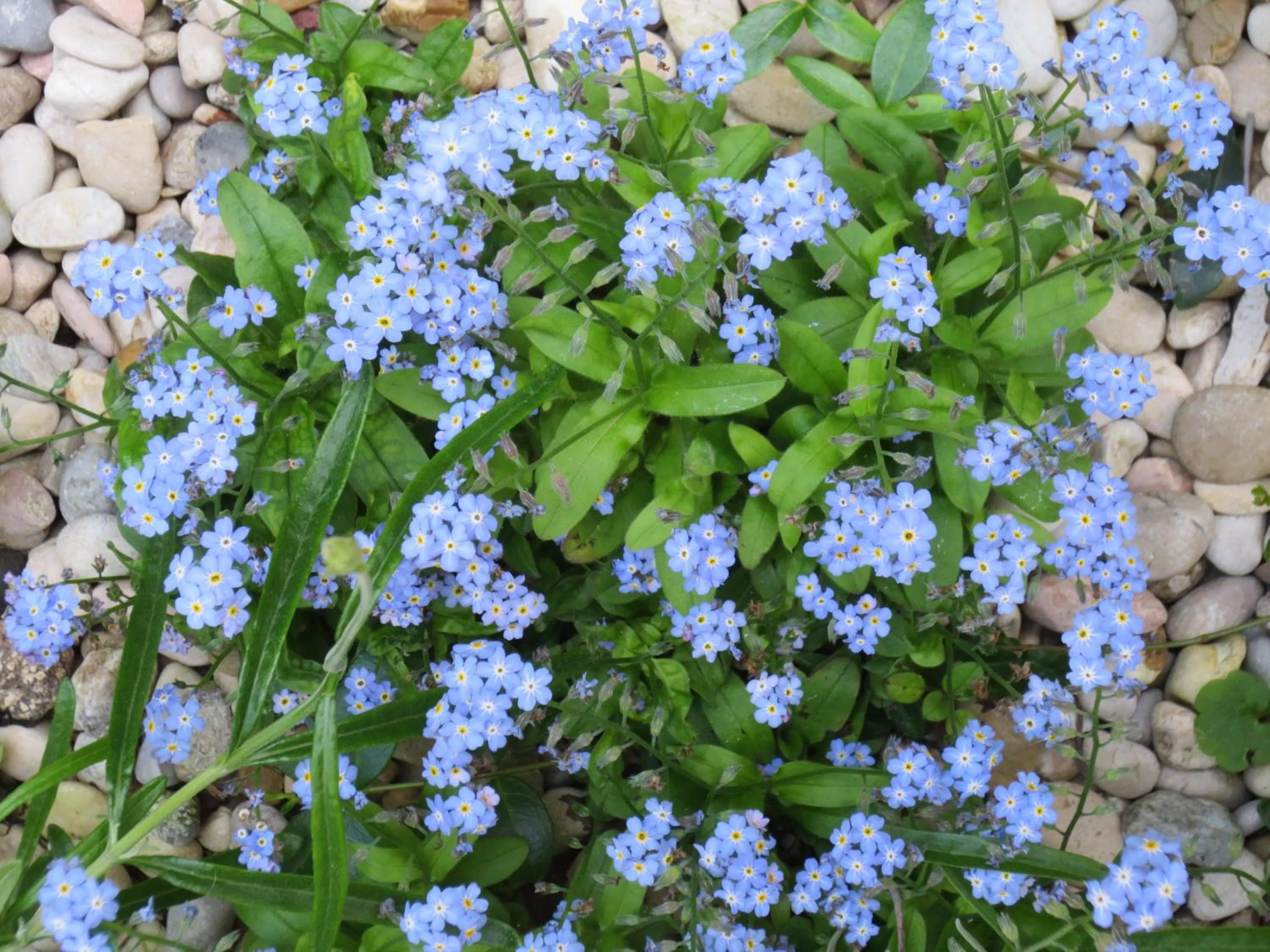 Garden view in B&B Five