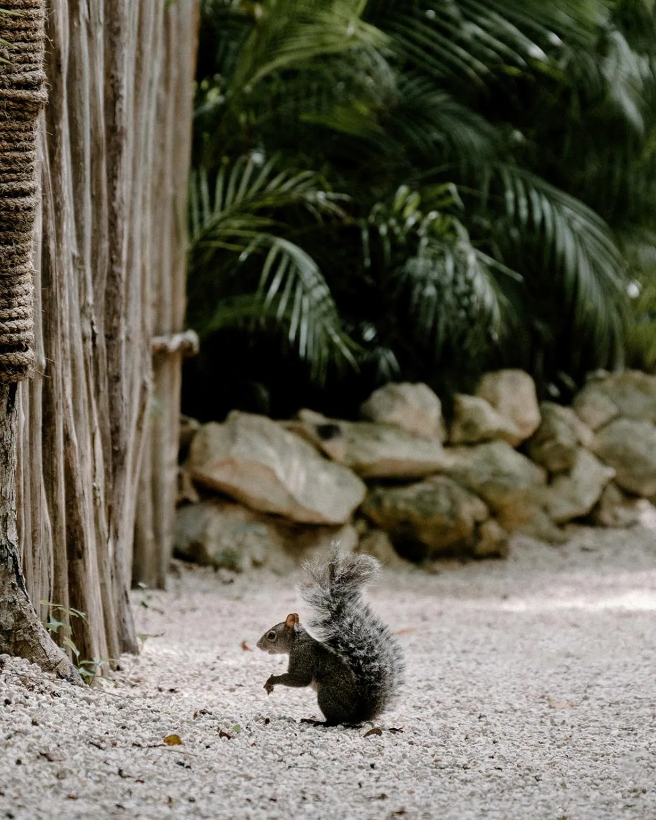 Animals in Hotel Bardo - Adults Only