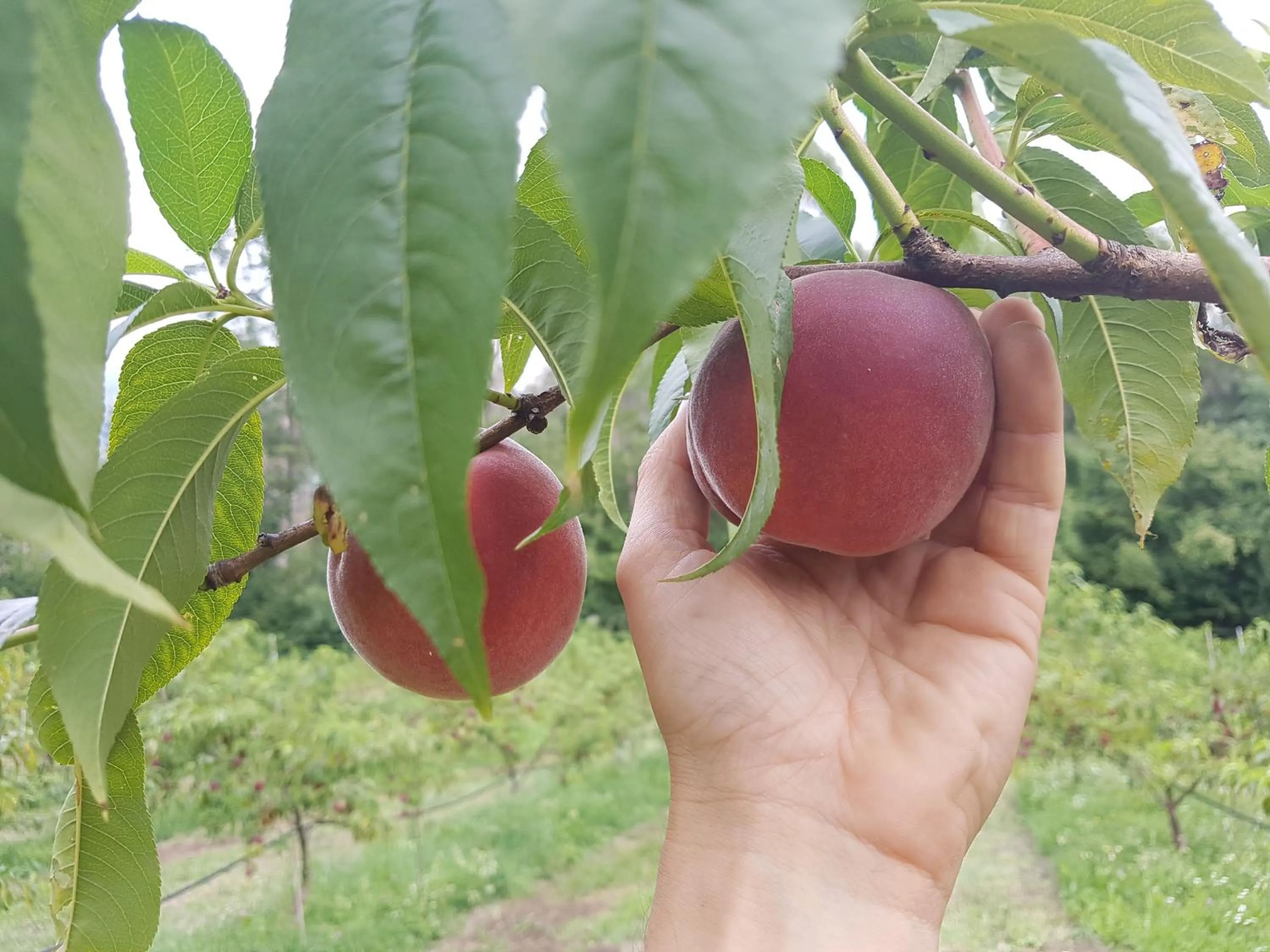 AGRITURISMO La Giasena