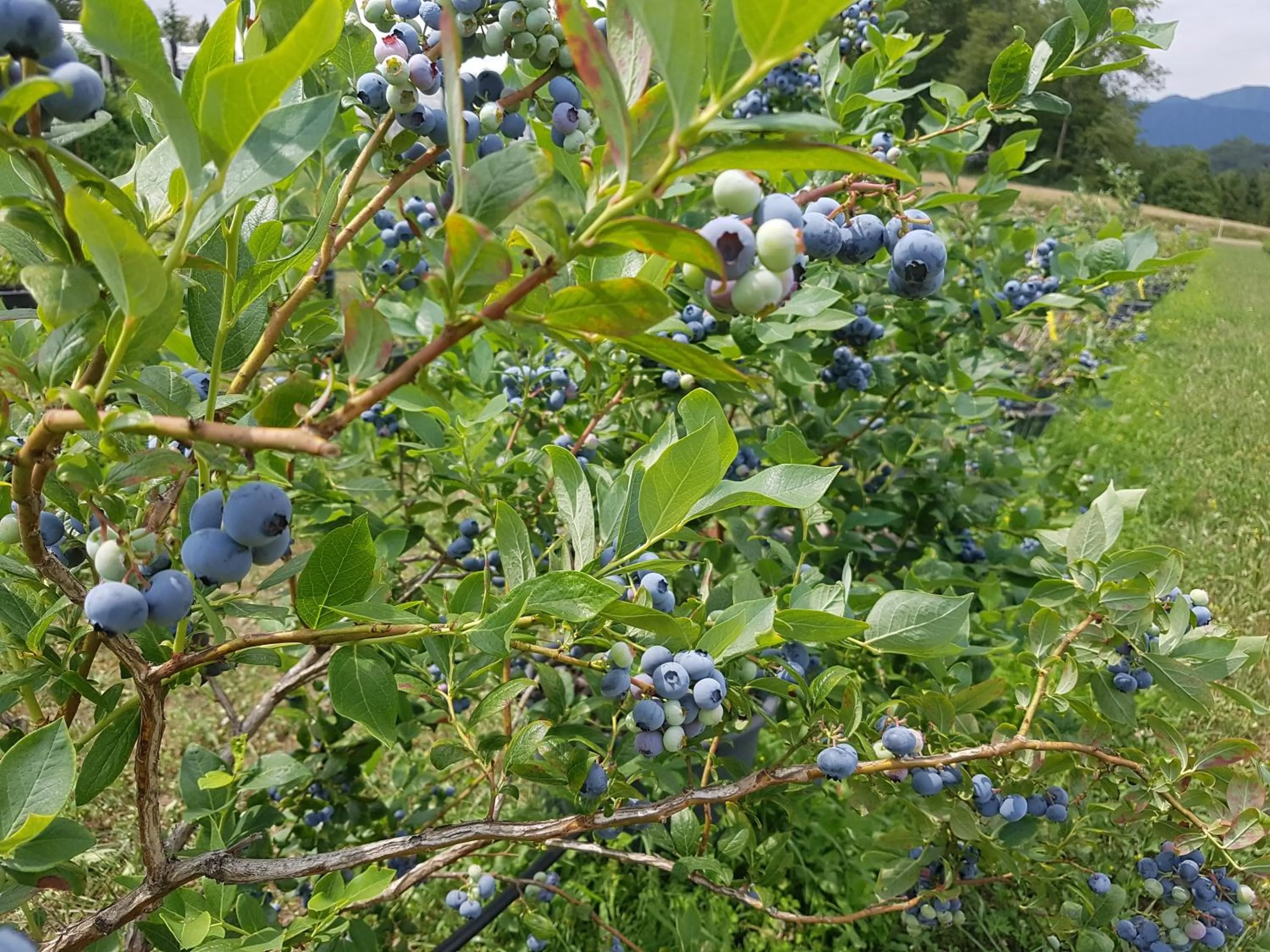 AGRITURISMO La Giasena