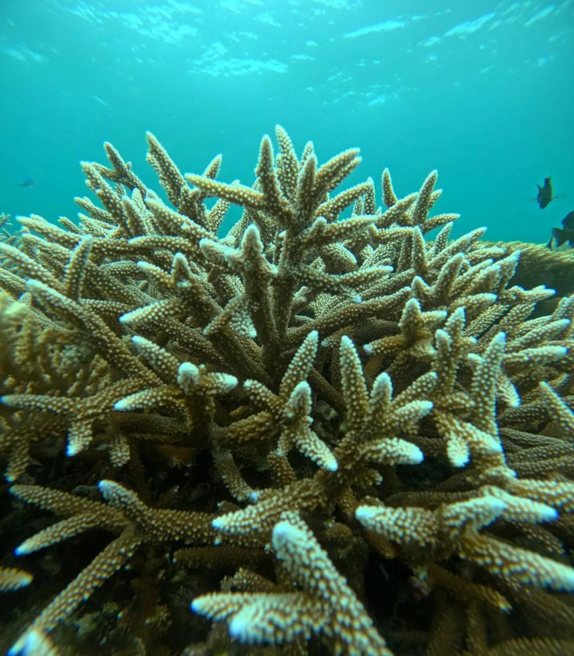 Snorkeling in Nirili Villa
