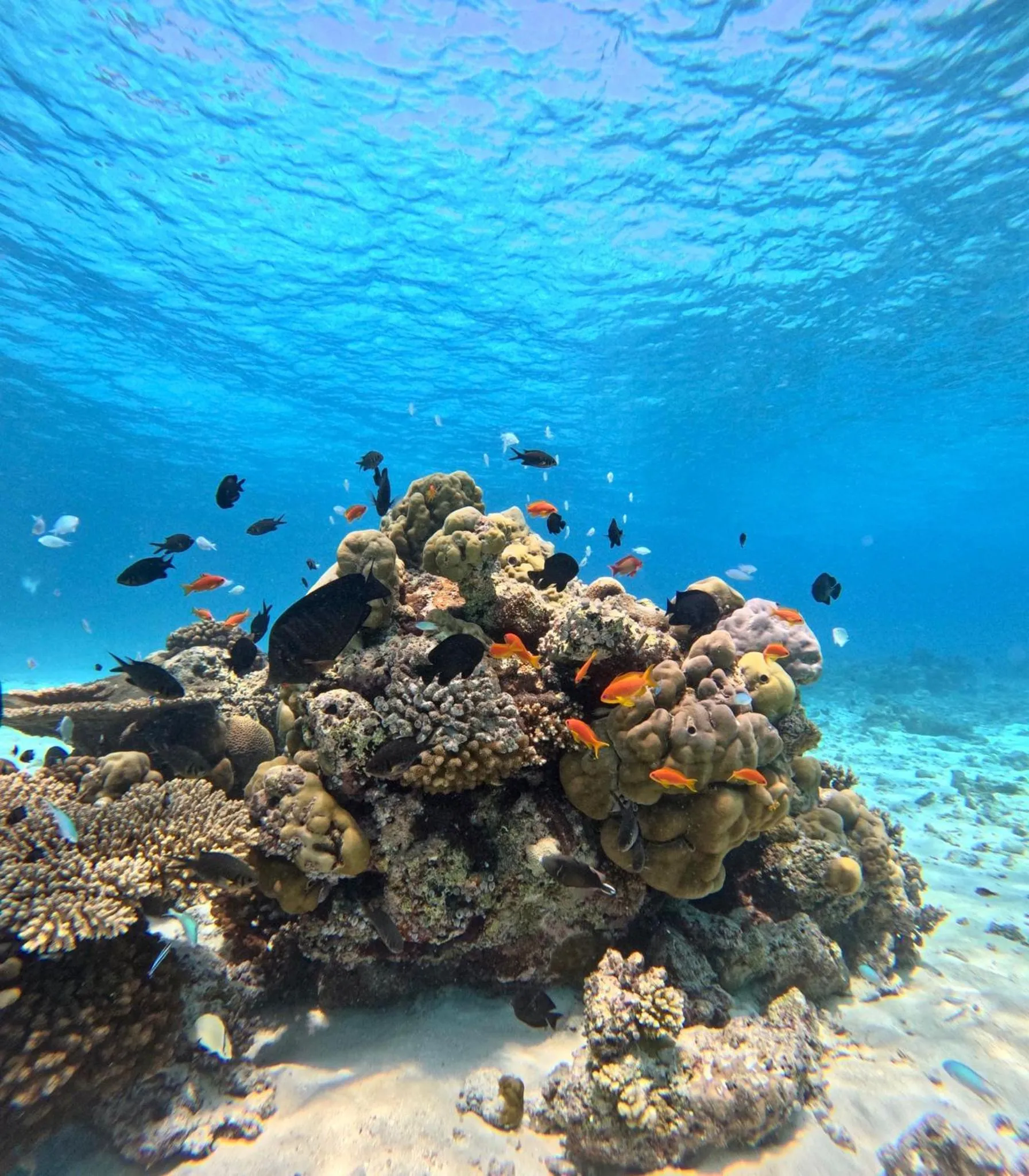 Snorkeling in Nirili Villa