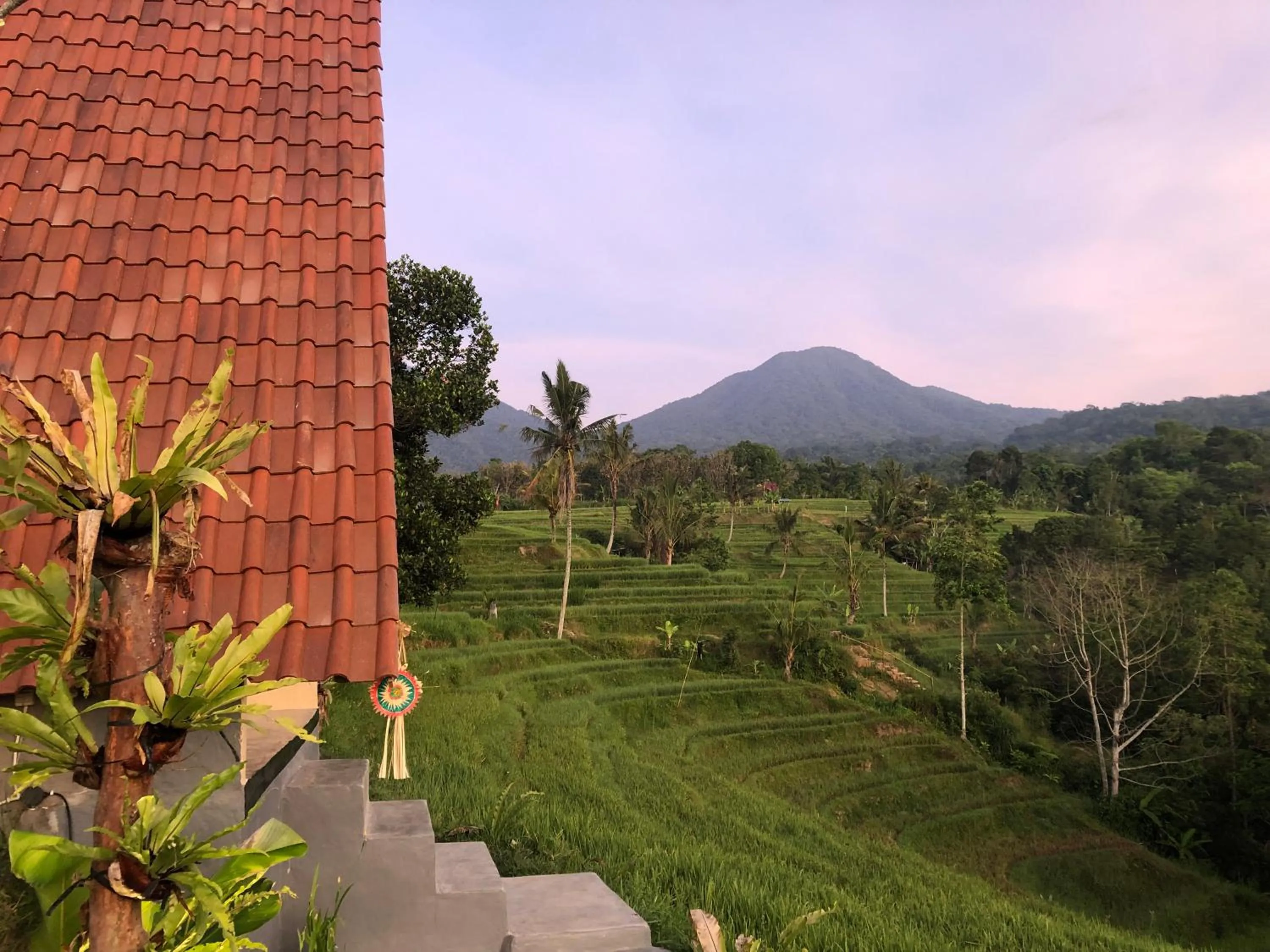 Padi Bali Jatiluwih