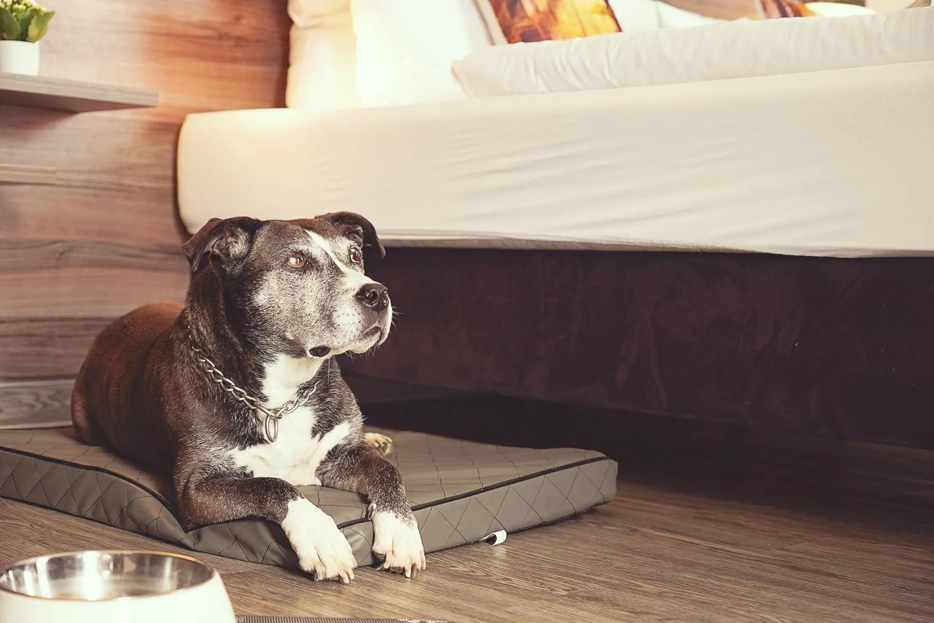 Pets in Hotel Mein Bergblick