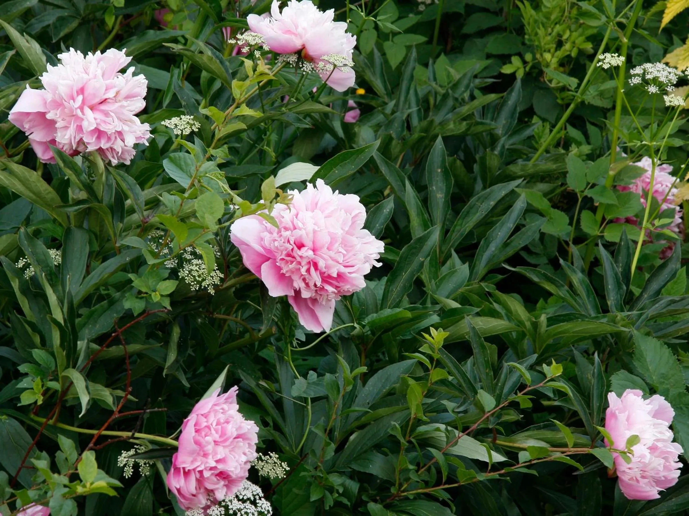 Garden in Hotel Lili Marleen