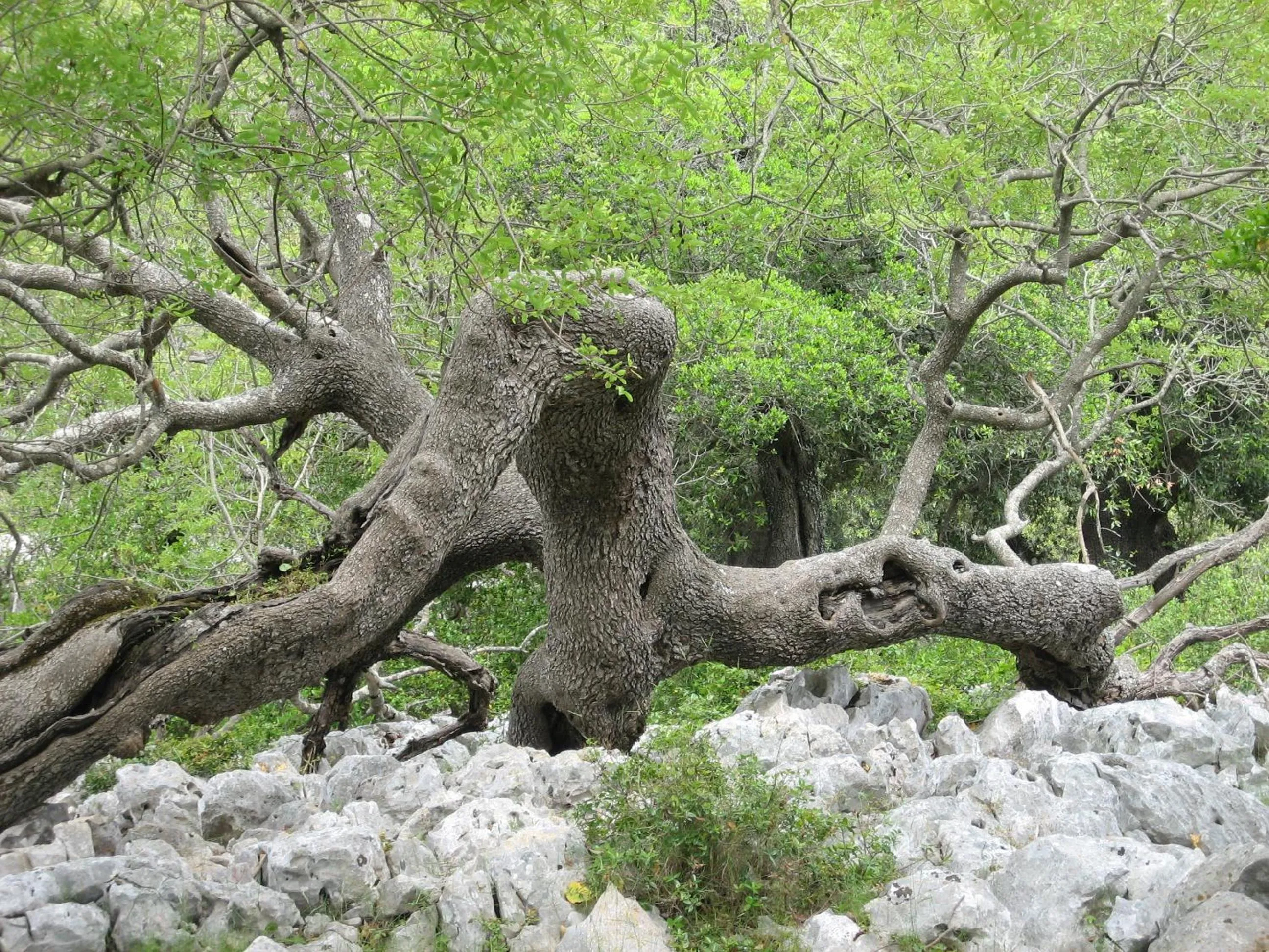 Natural landscape in Le Stanze di Patika