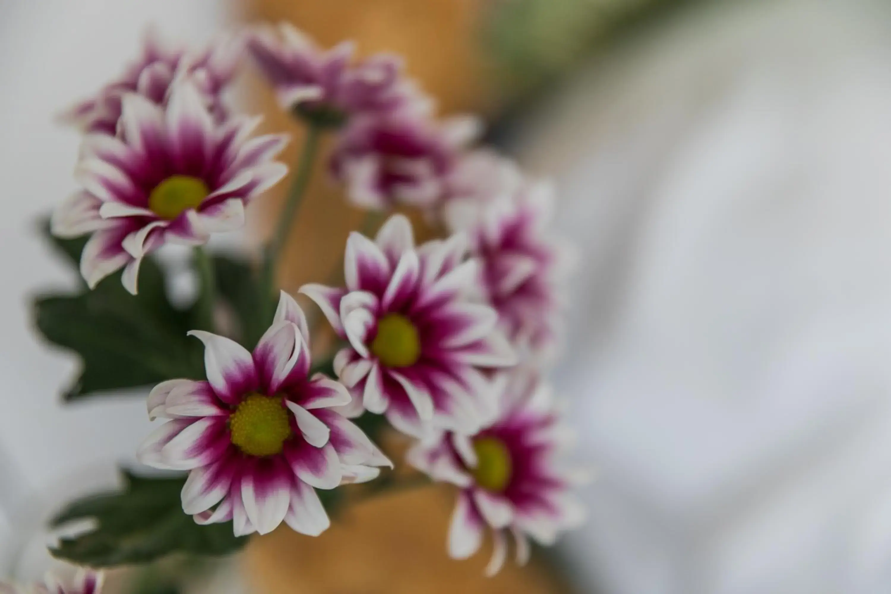 Twin Room with Balcony in Rooms Vita Twin Room with Balcony in Rooms Vita