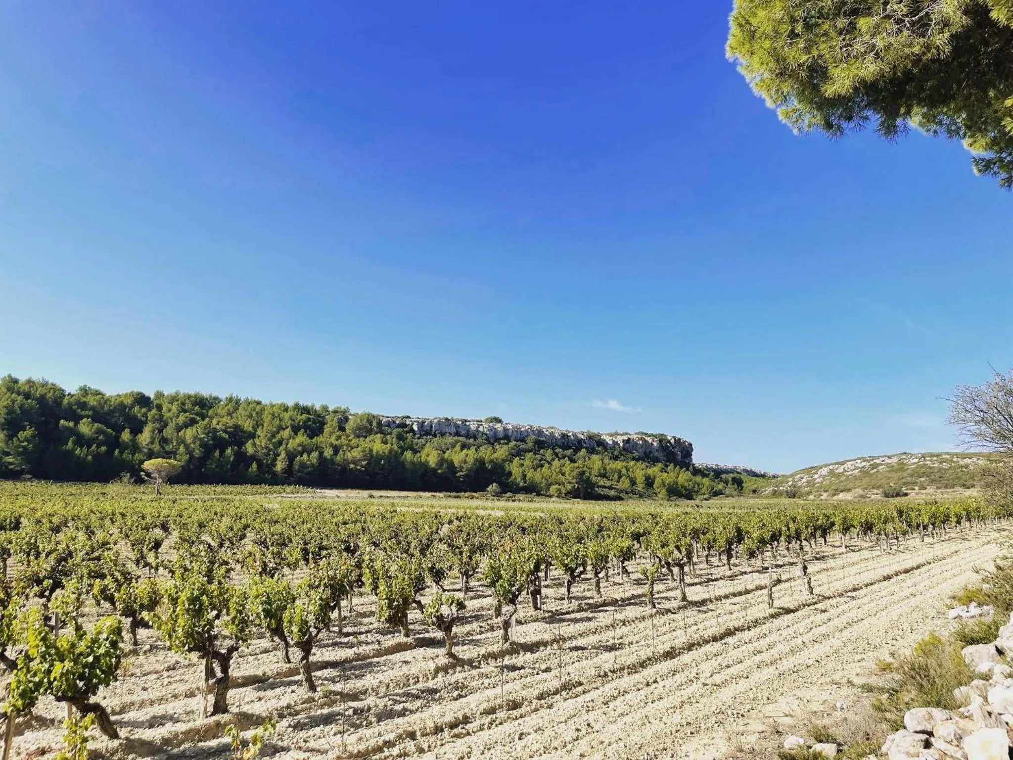 Natural landscape in Hotel du Mas